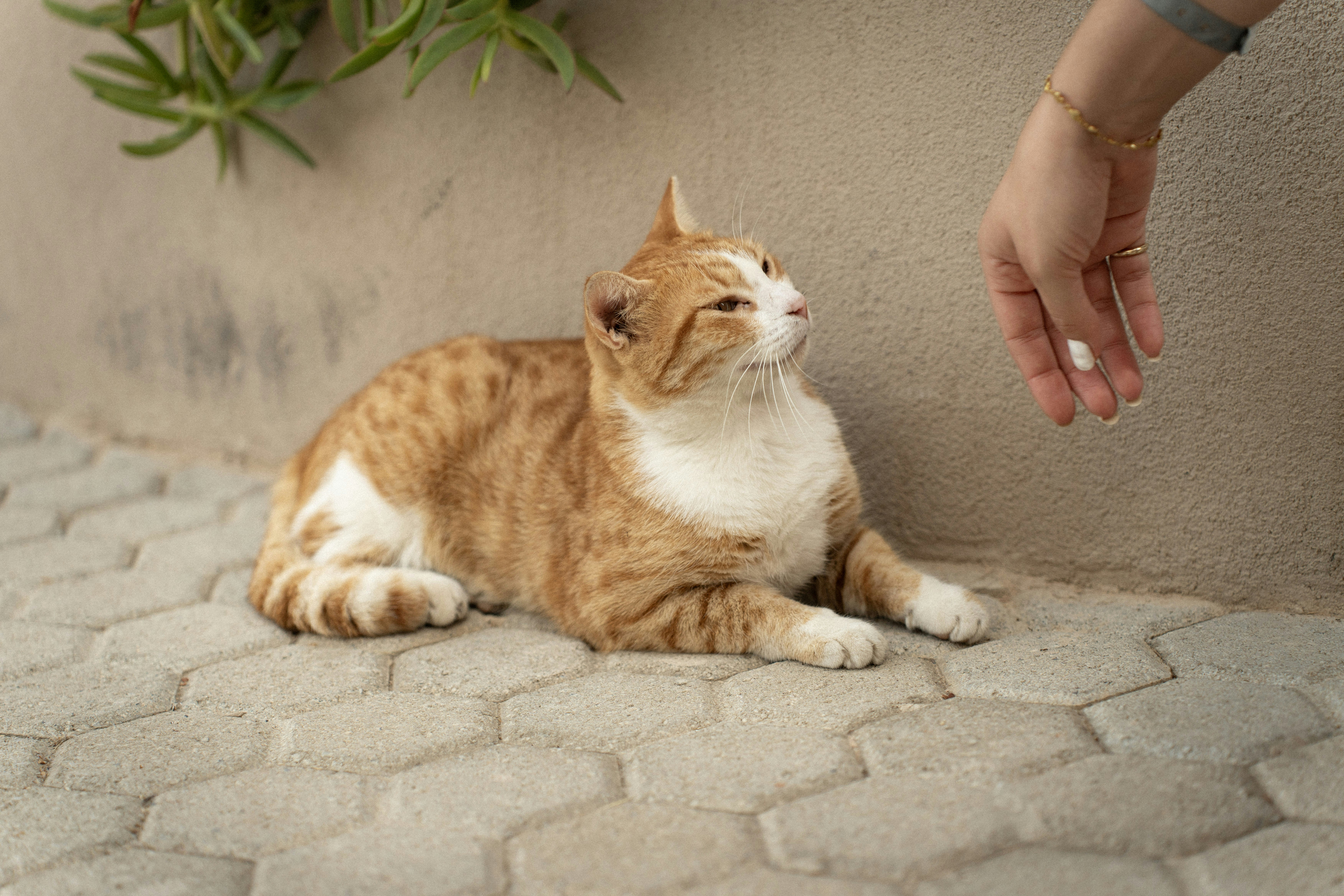 반려동물 동반 출입 가능 장소 및 에티켓 이미지2