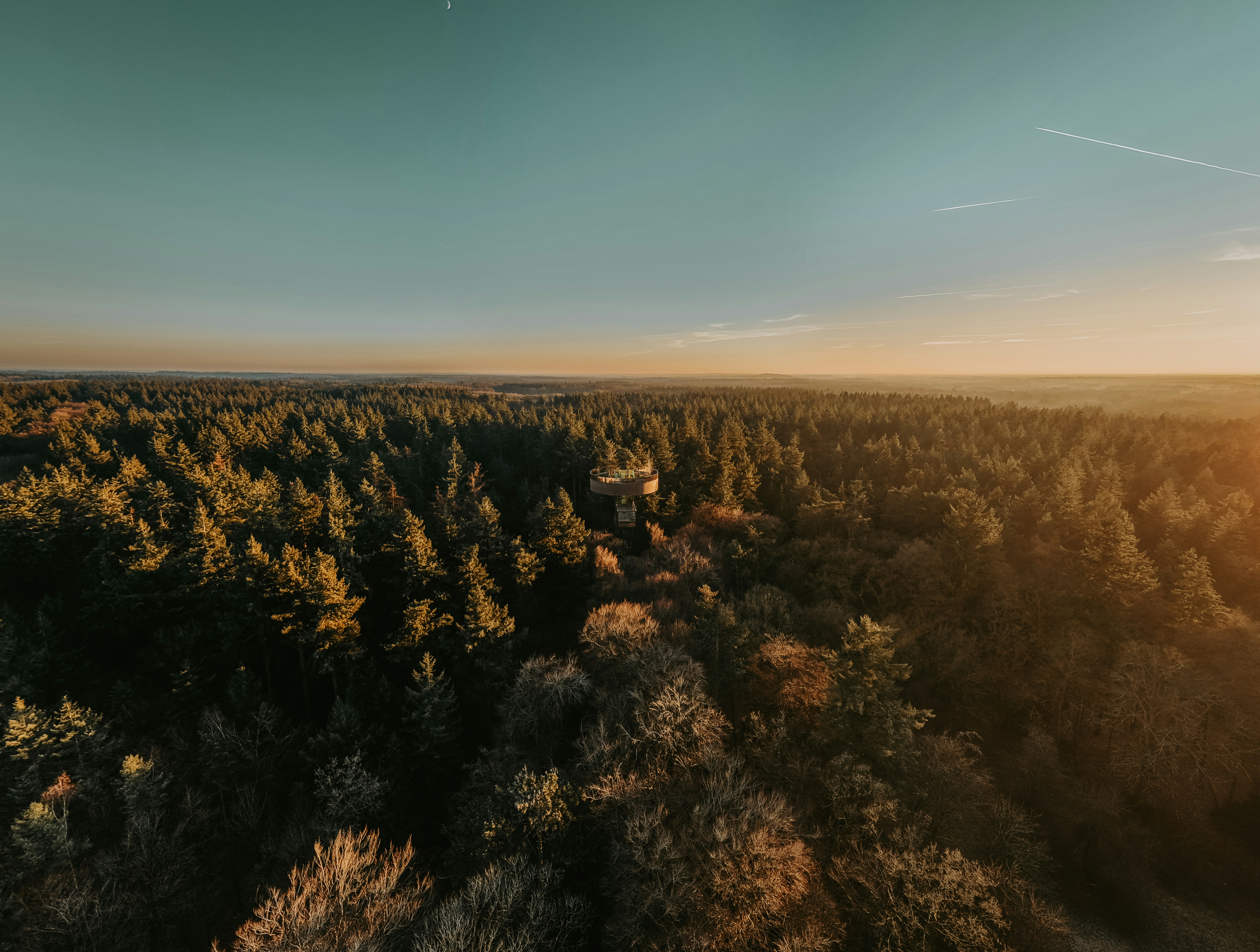 Aerial view of a dense forest at sunset