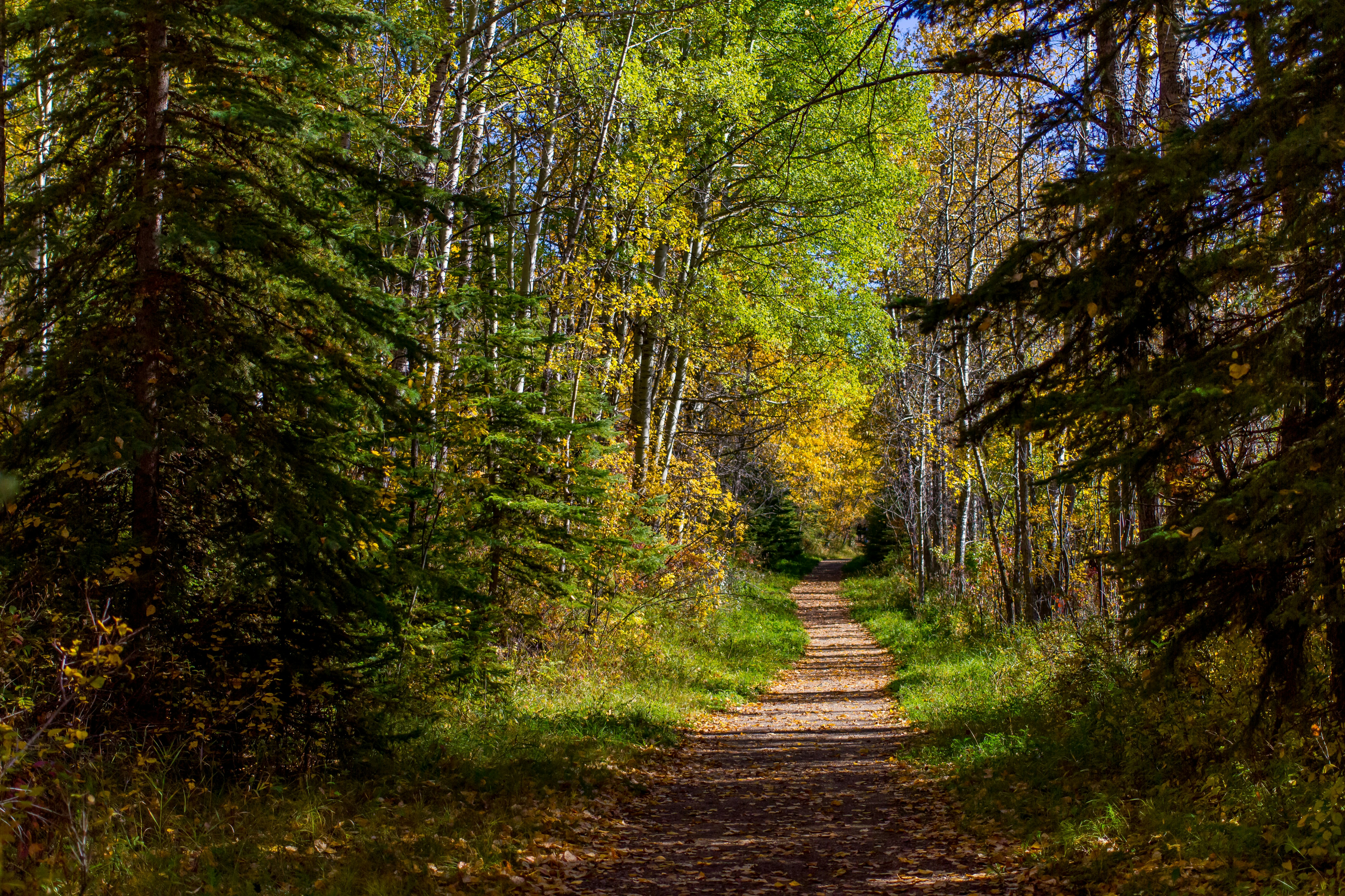 A dirt path winds through a colorful autumn forest.
