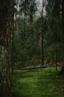 A dense, green forest with mossy ground and tall trees.