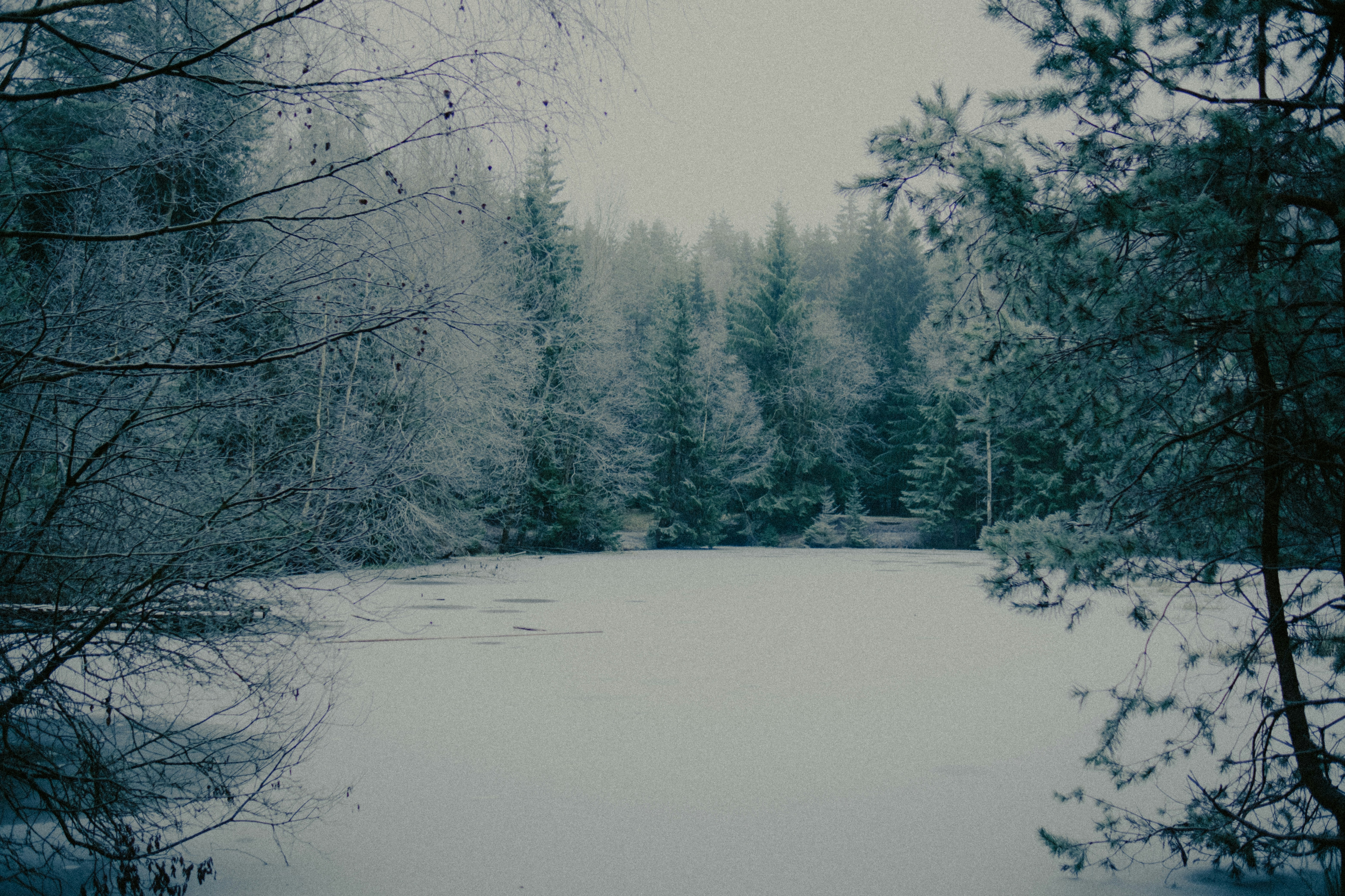 Snow-covered forest with a frozen lake