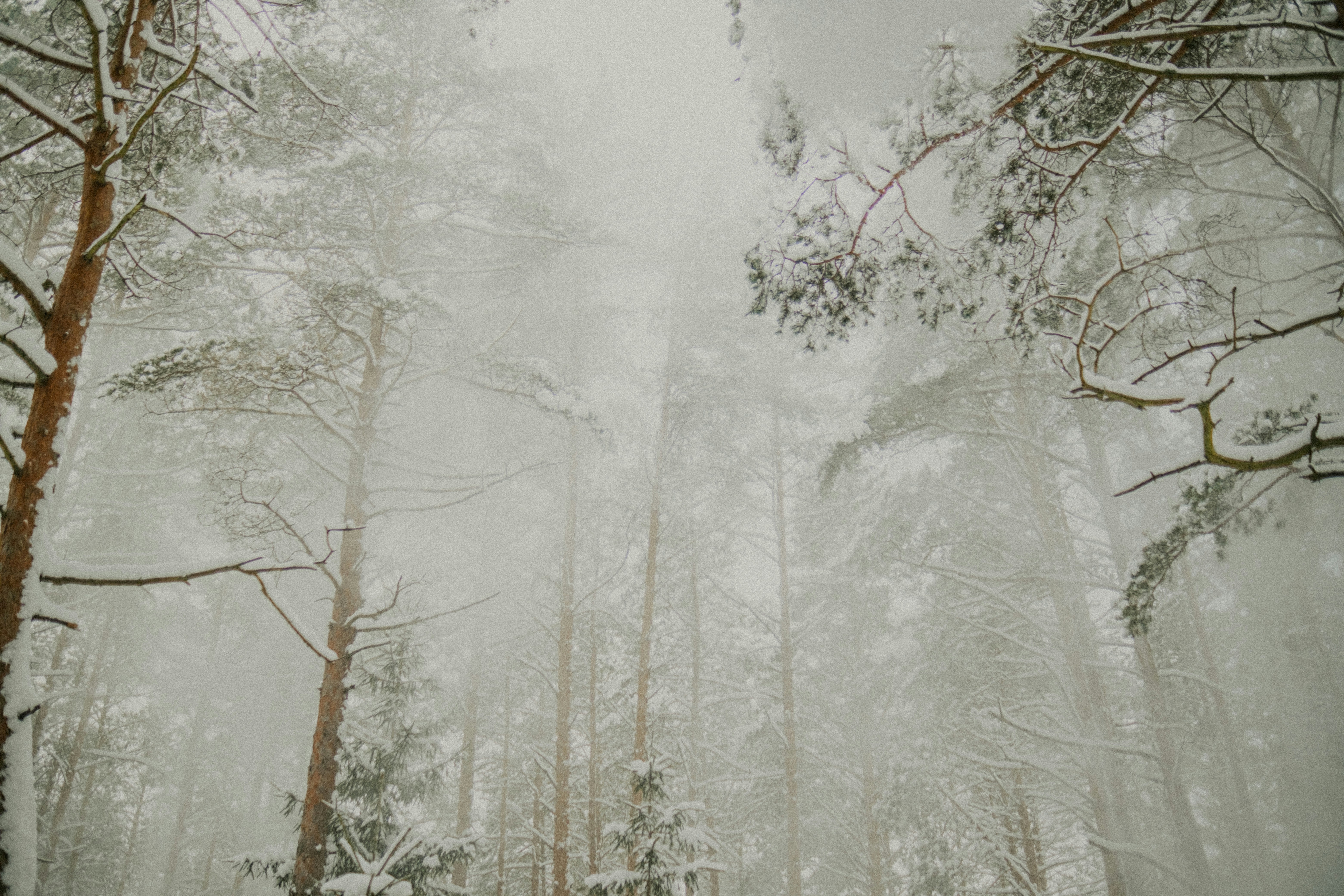 Snowy pine forest with branches reaching upwards.