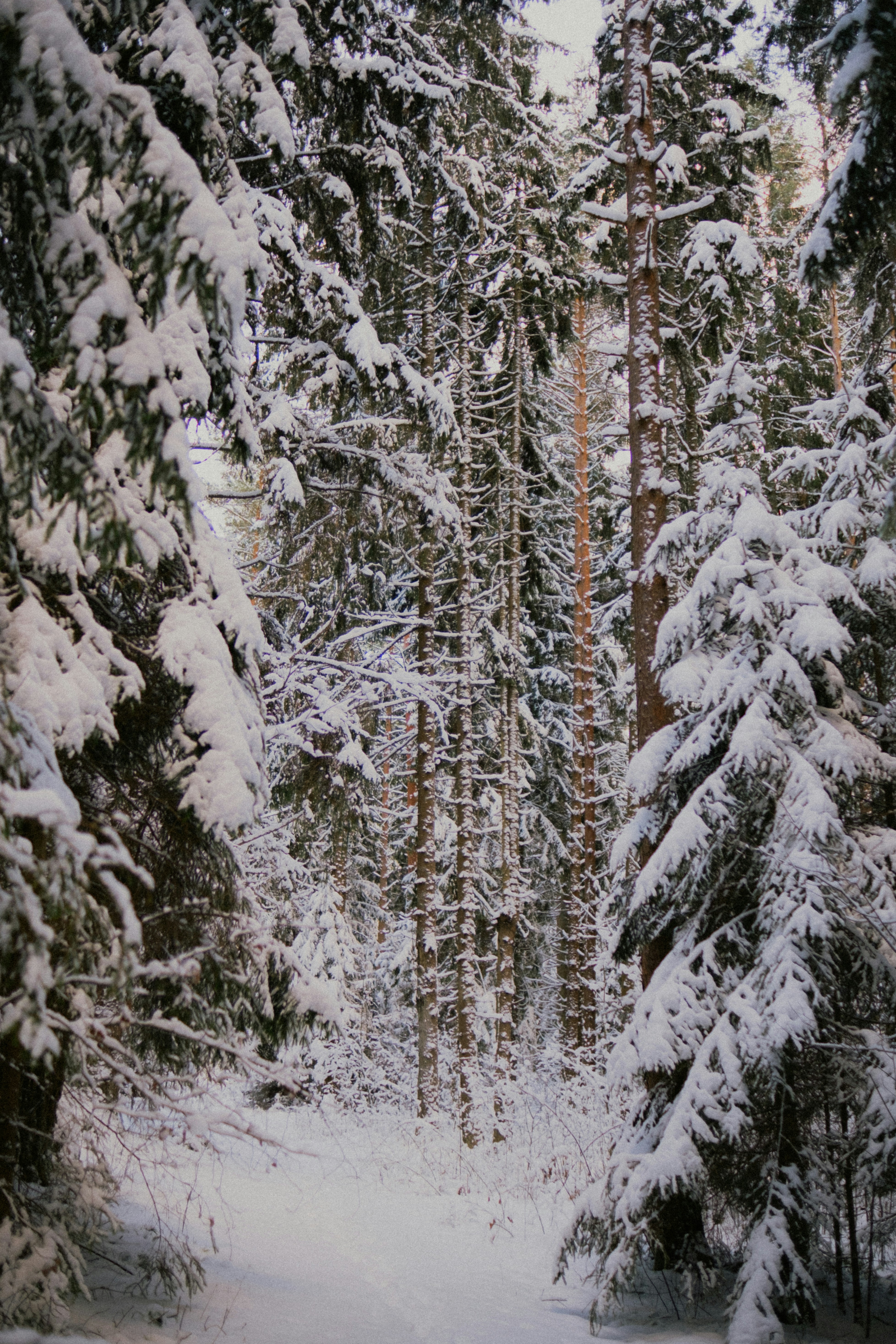 Snow-covered pine trees in a serene forest