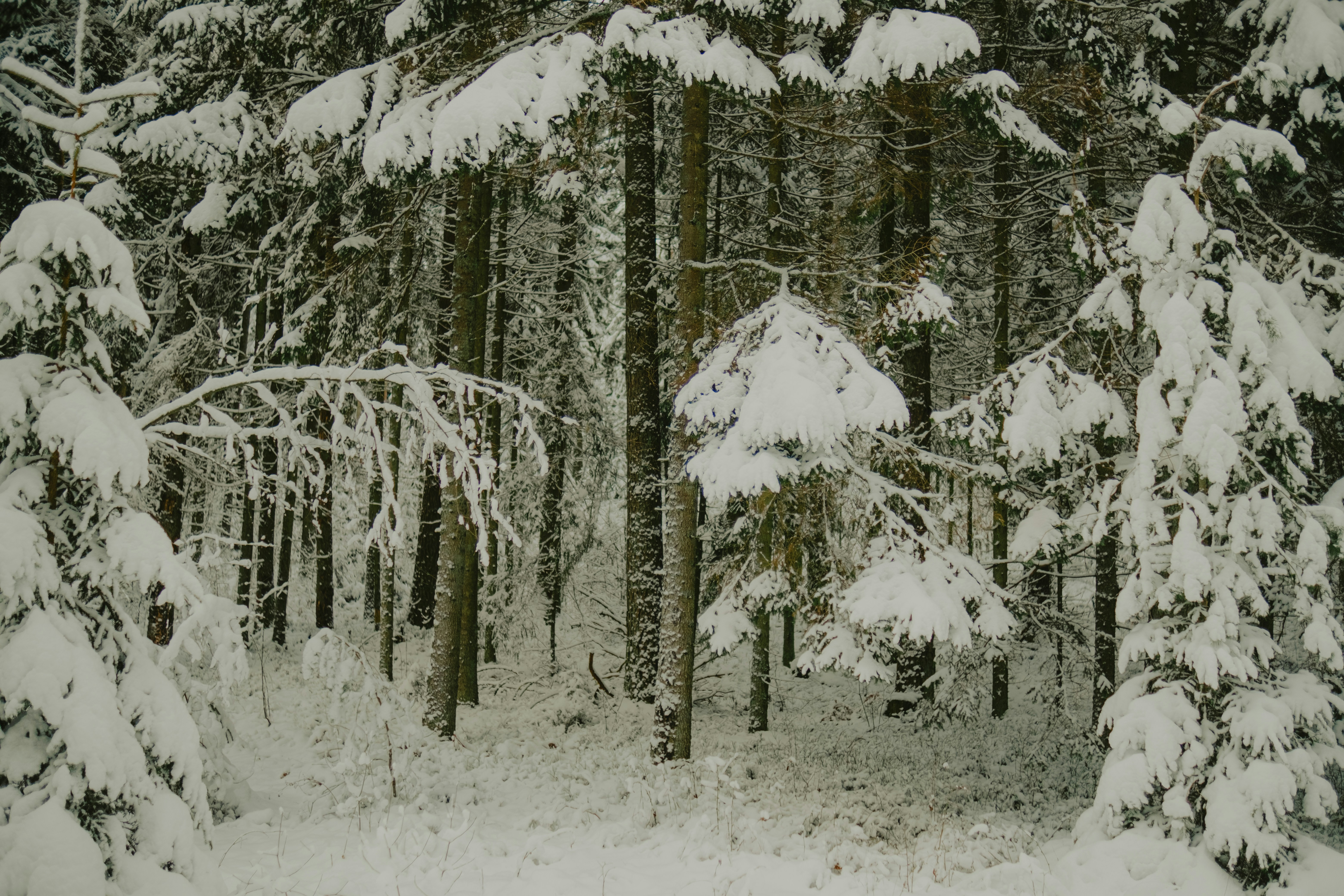 Snow covered trees in a dense forest