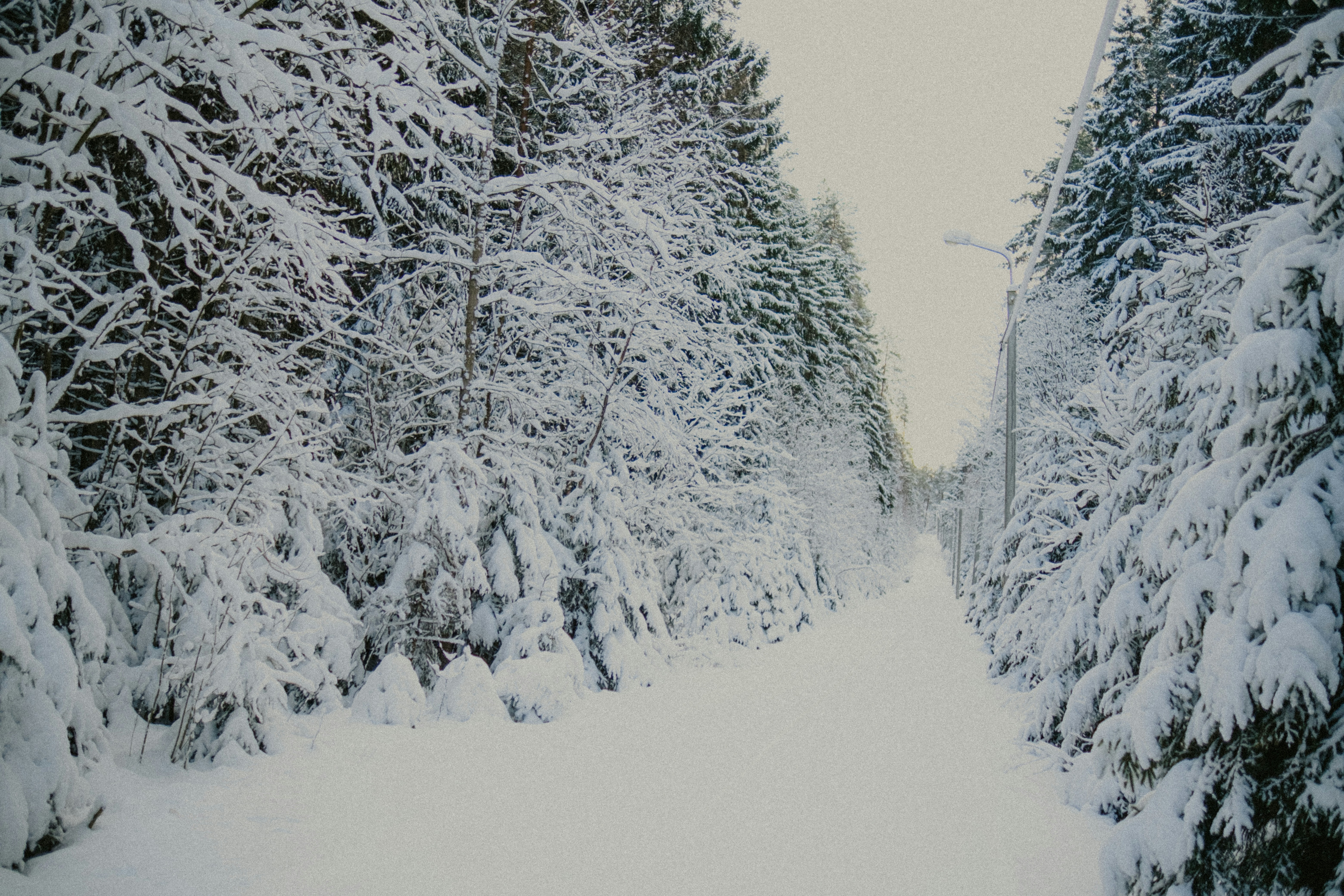 Snowy forest path with tall evergreen trees