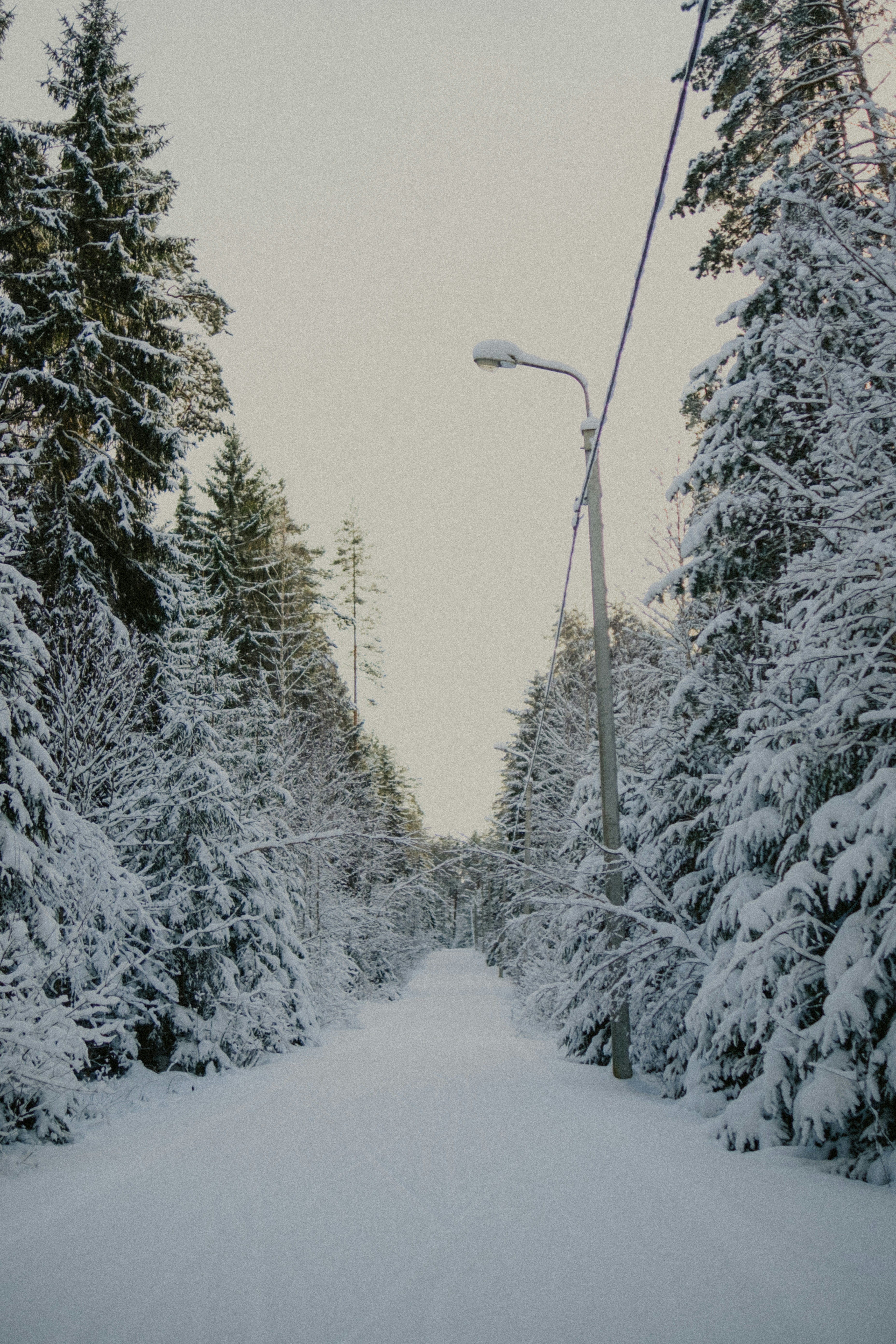 Snowy forest road with a lamppost and tall trees.