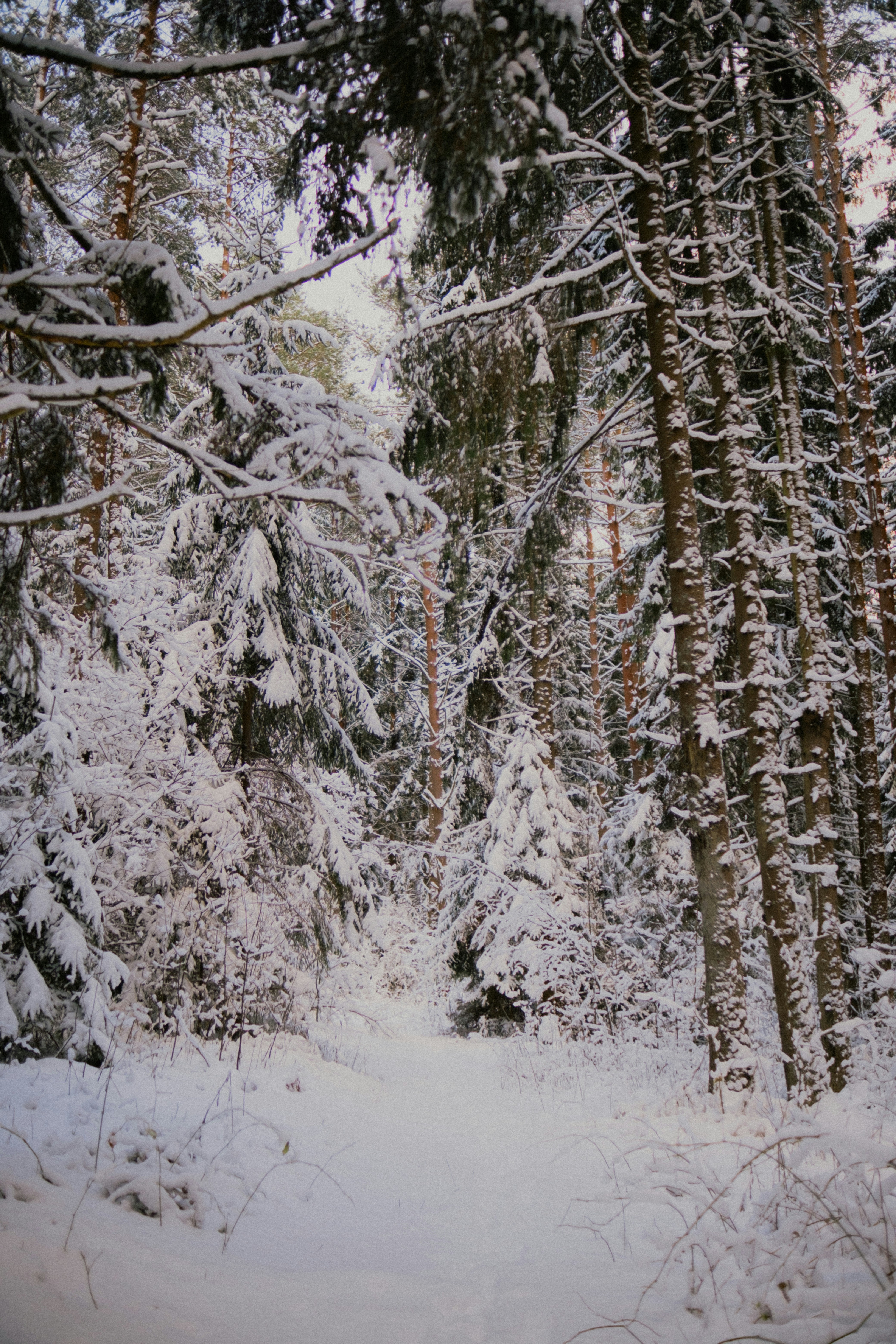 Snowy forest path with tall pine trees covered in snow.