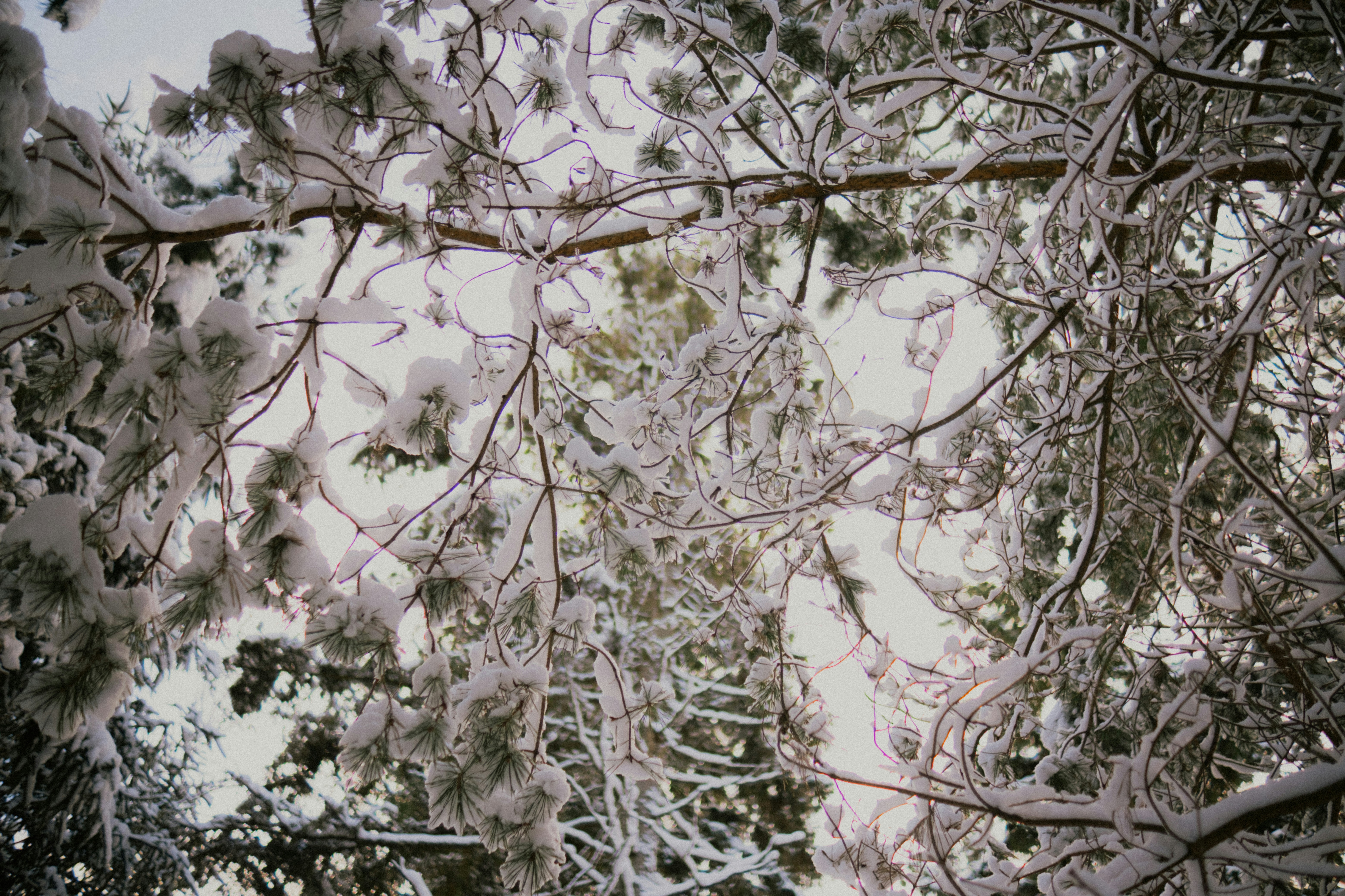 Snow-covered pine branches against a bright sky