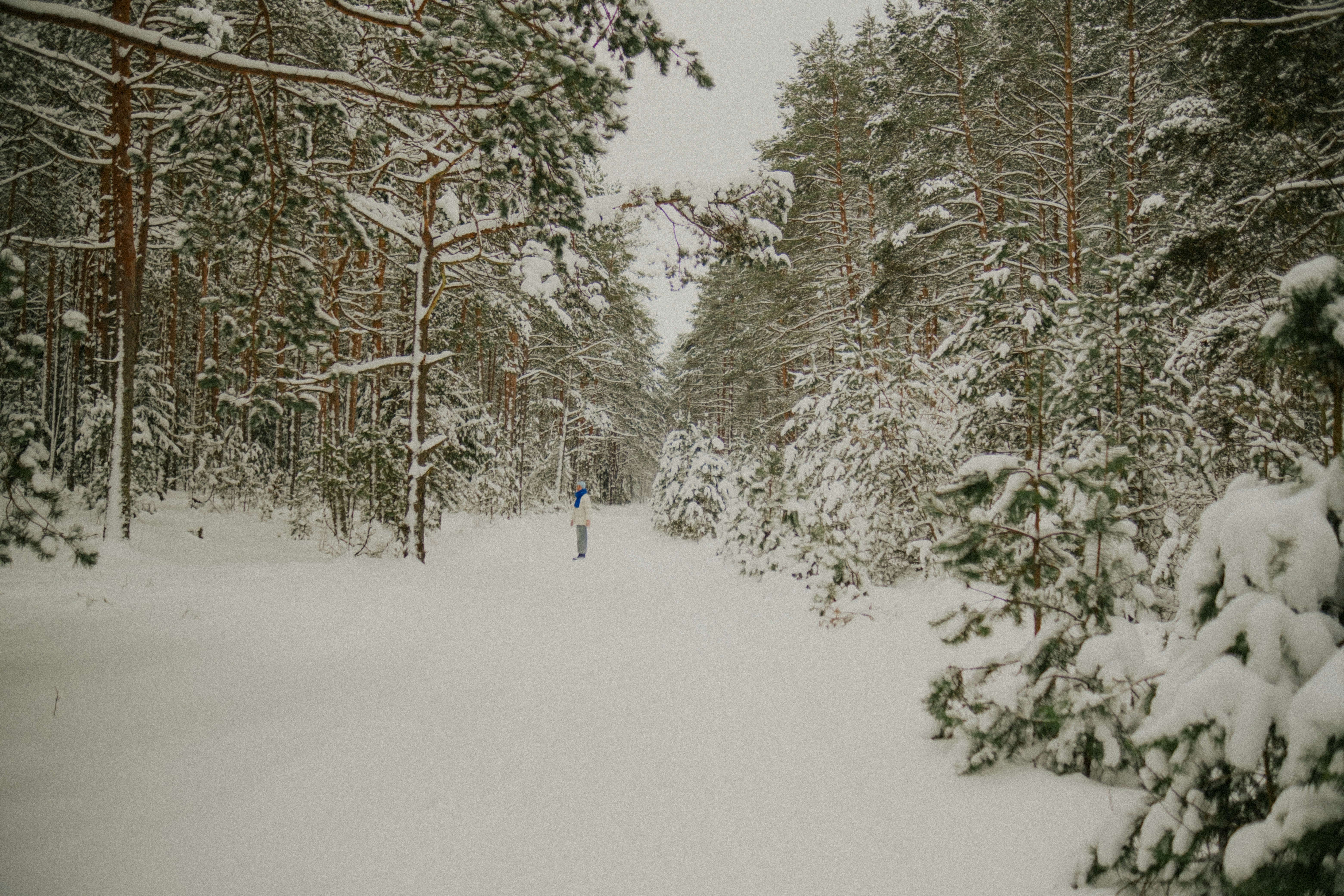 Snowy forest path with pine trees covered in snow.