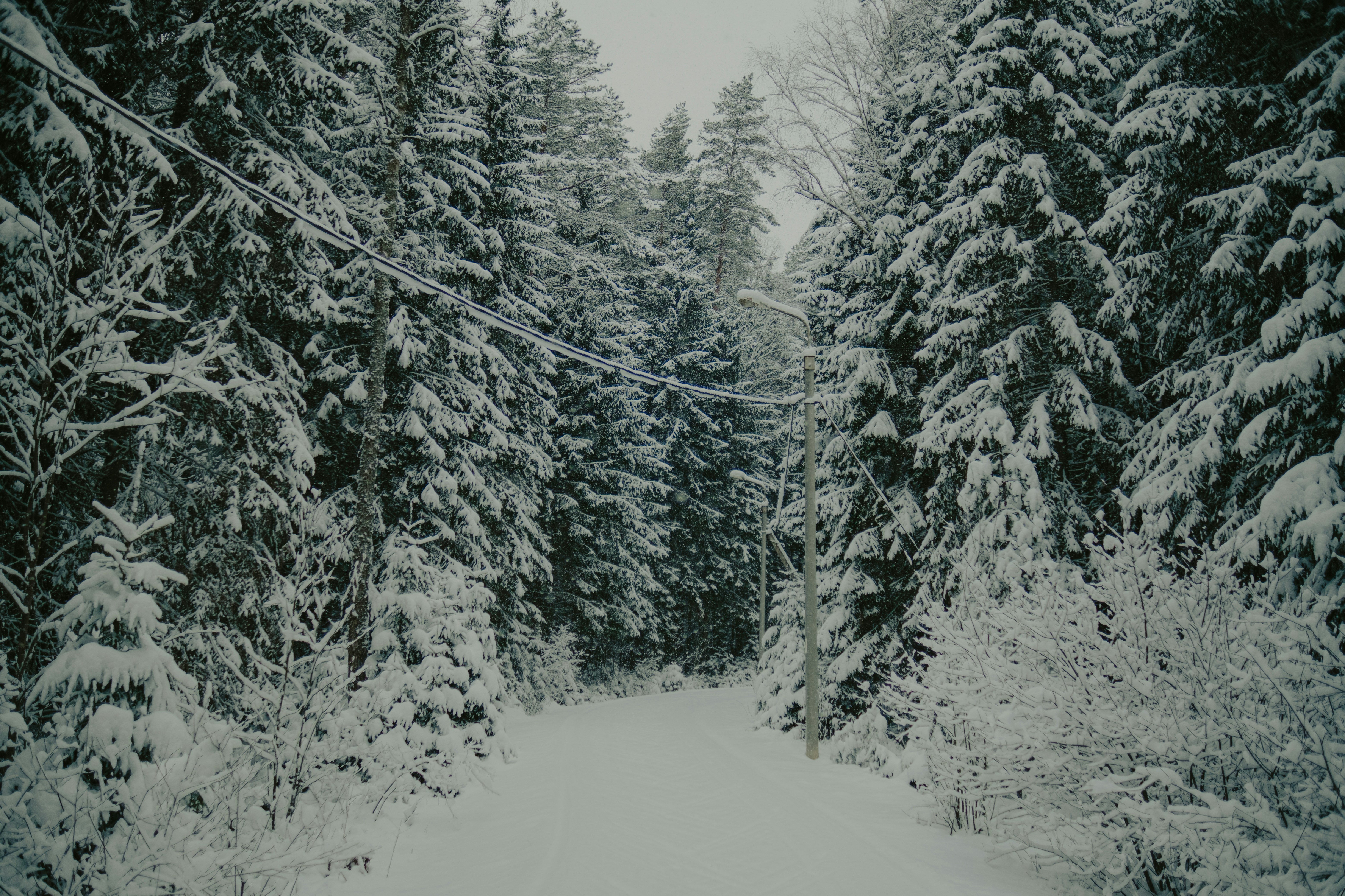 Snow covered trees line a winter forest path