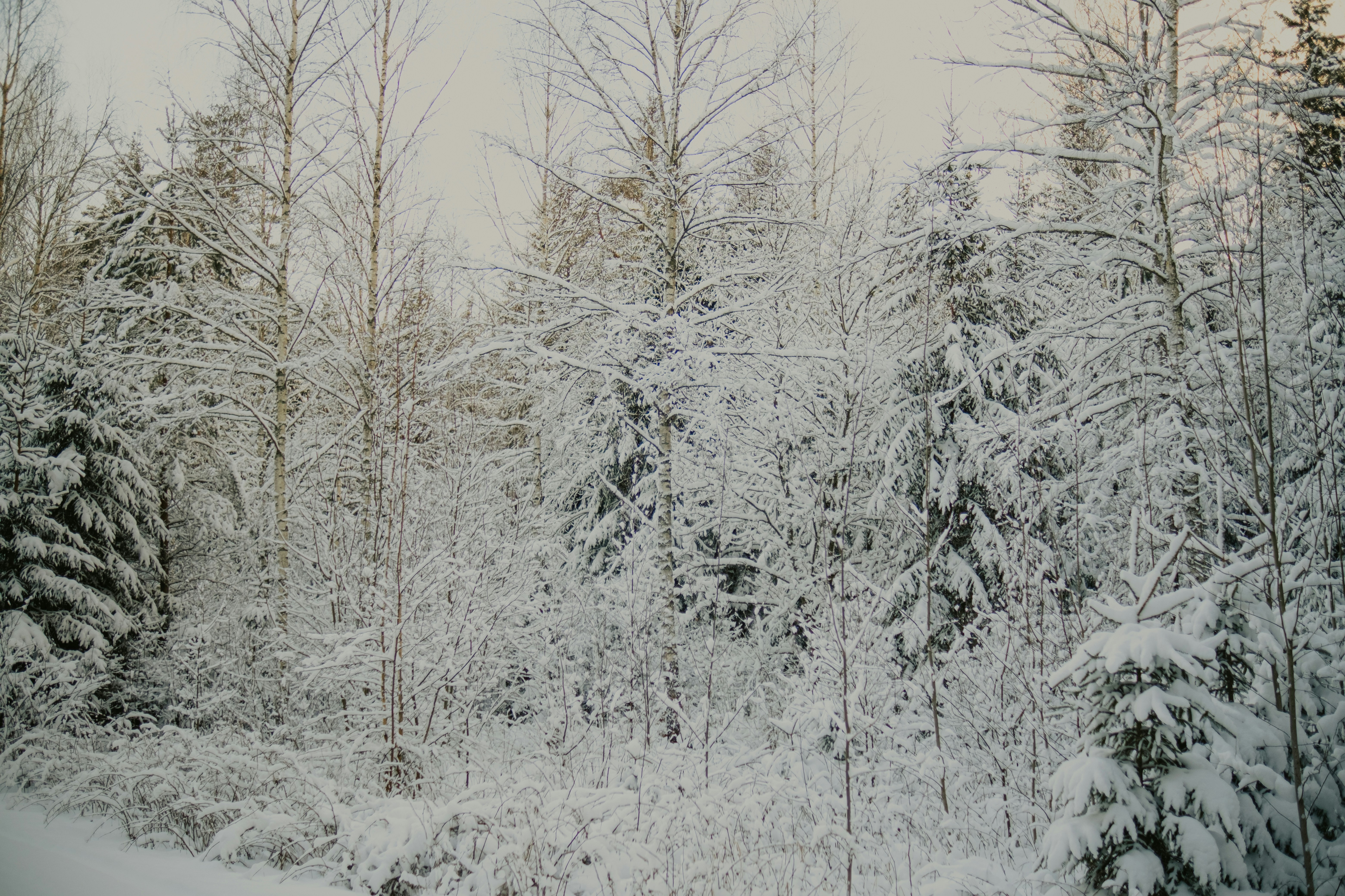 Snow-covered trees in a dense winter forest