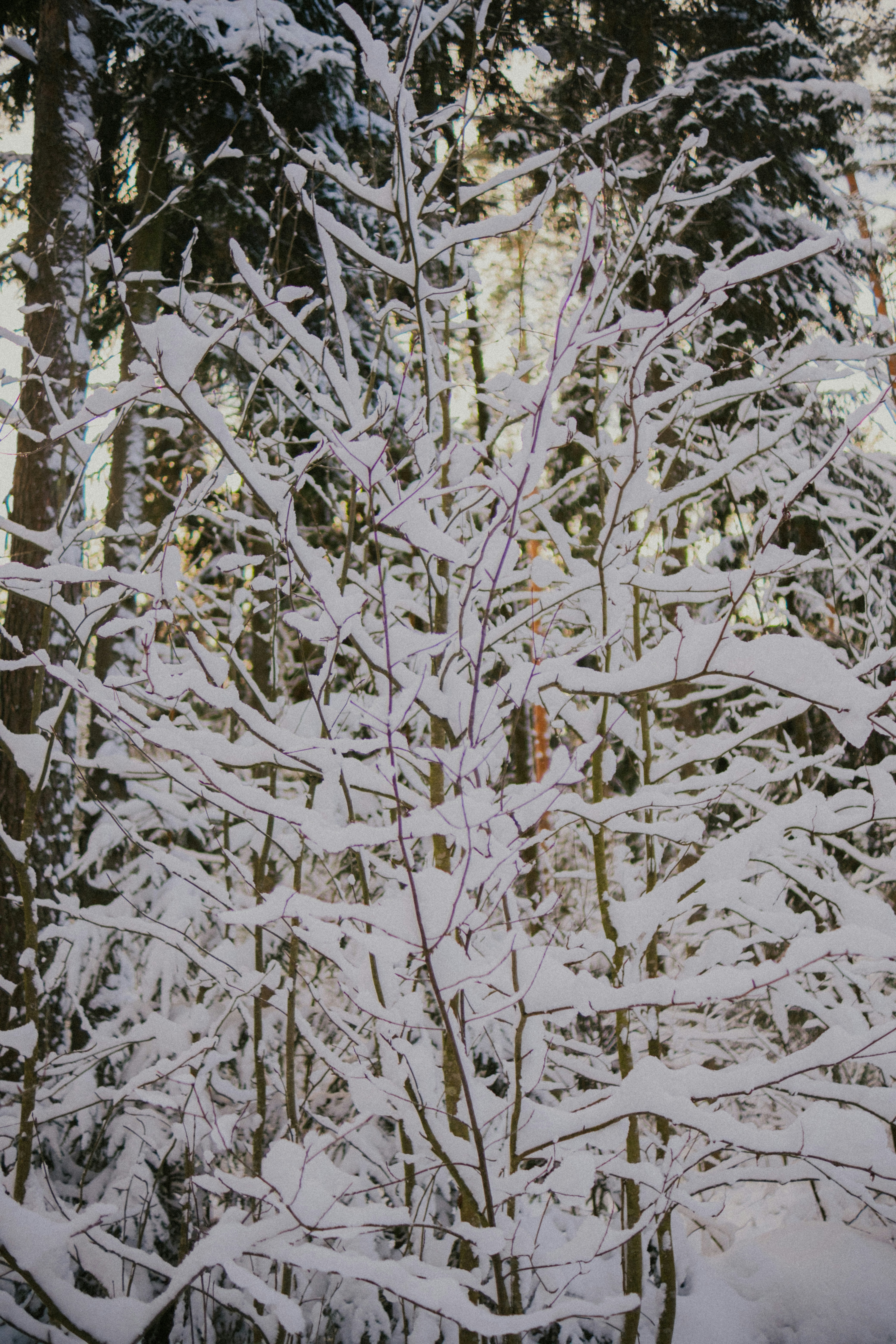Snow-covered branches of a young tree in a forest.