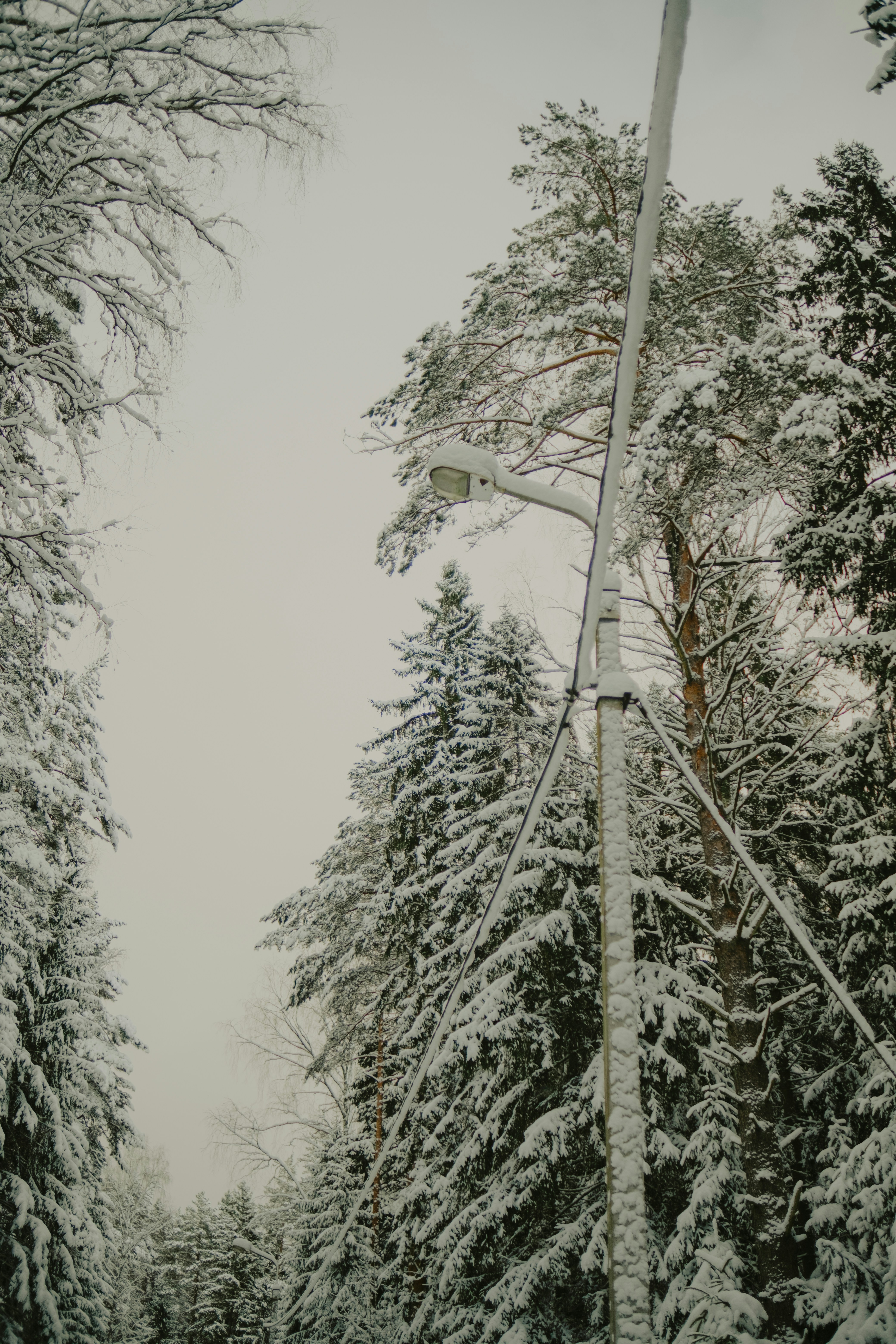 Snow-covered trees line a path with a lamppost.