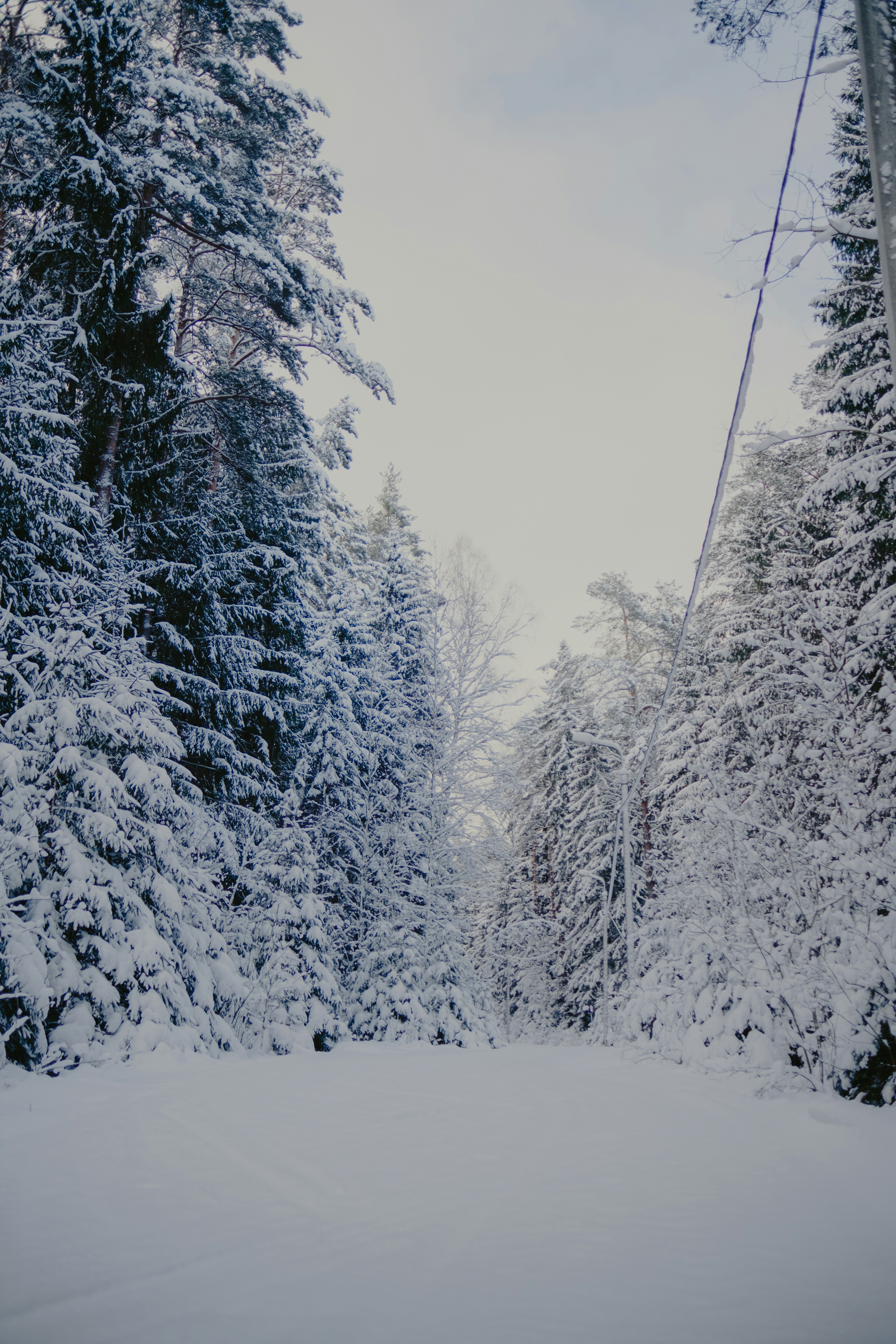 Snowy forest path with snow-covered trees