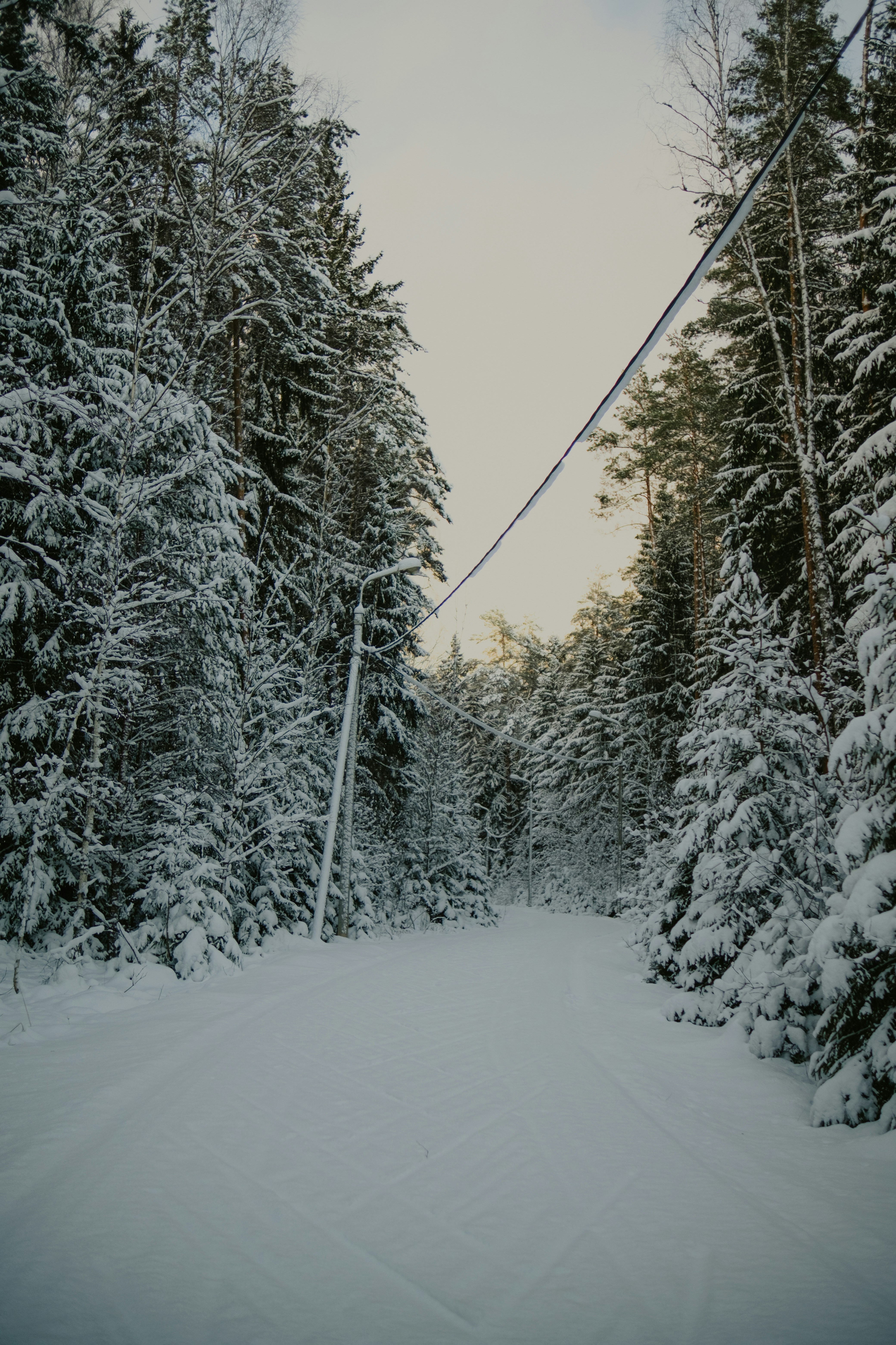 Snowy forest path with power lines overhead