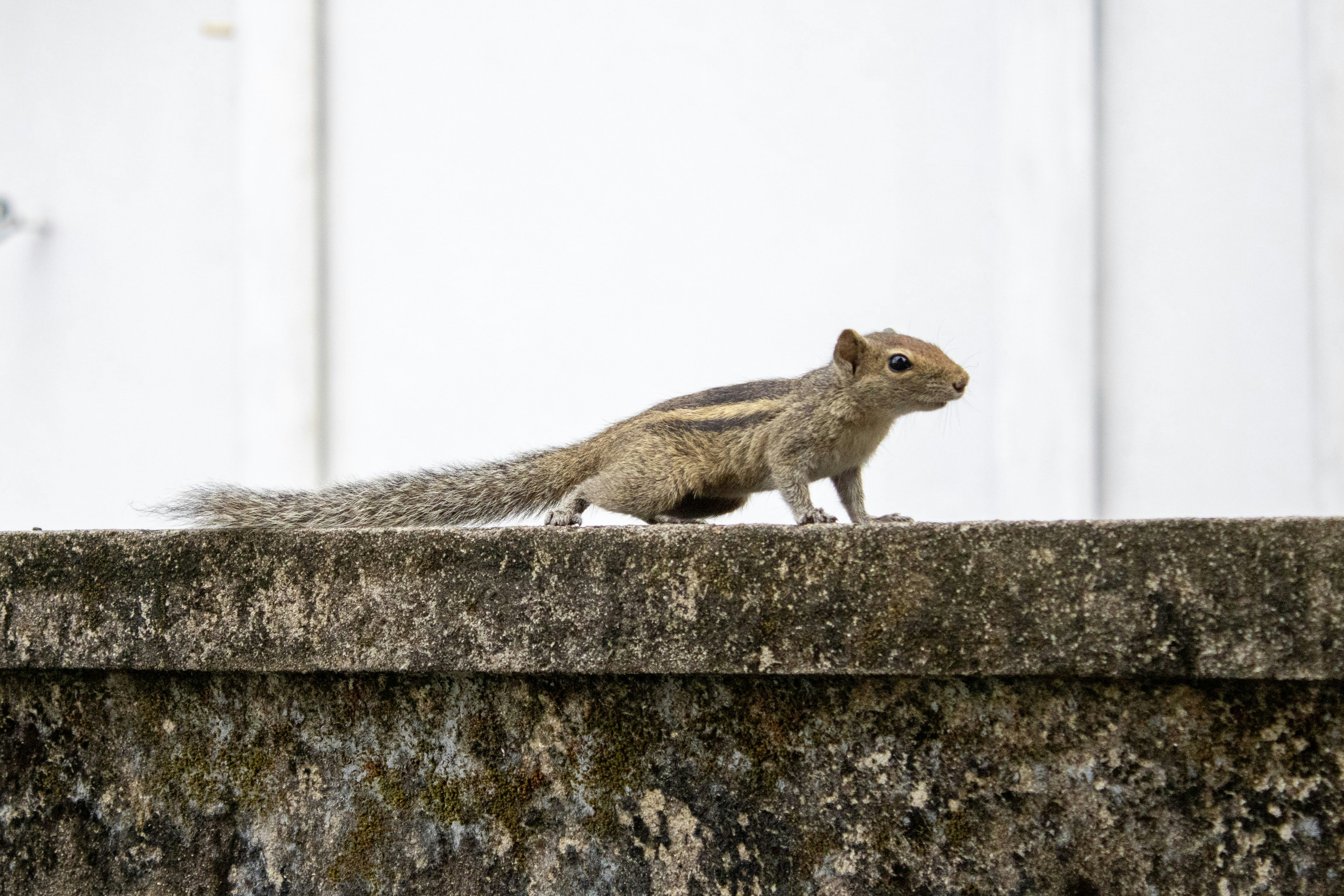 A squirrel stands on a concrete ledge.