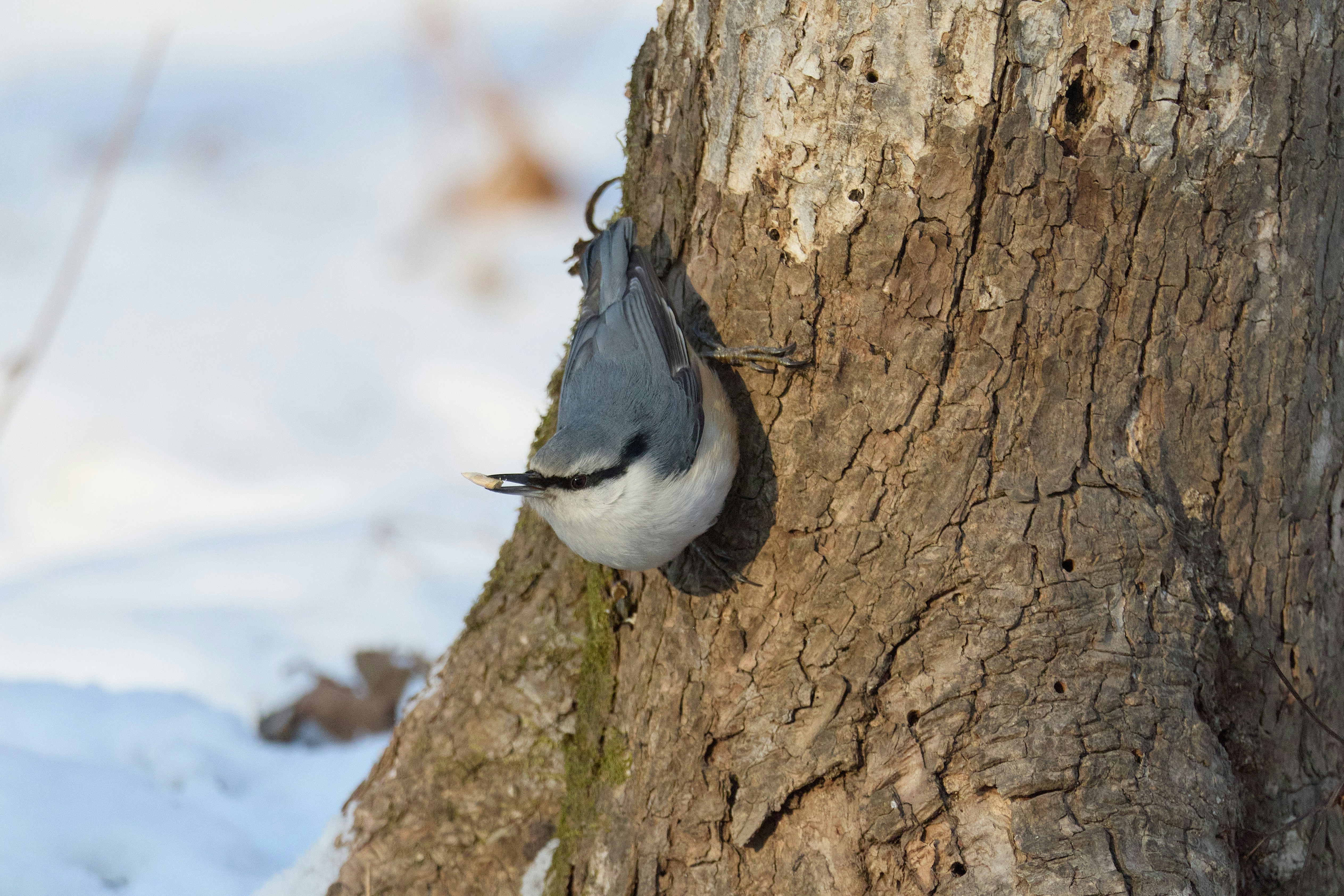 ゴジュウカラが雪の中、木の幹にしがみついている。