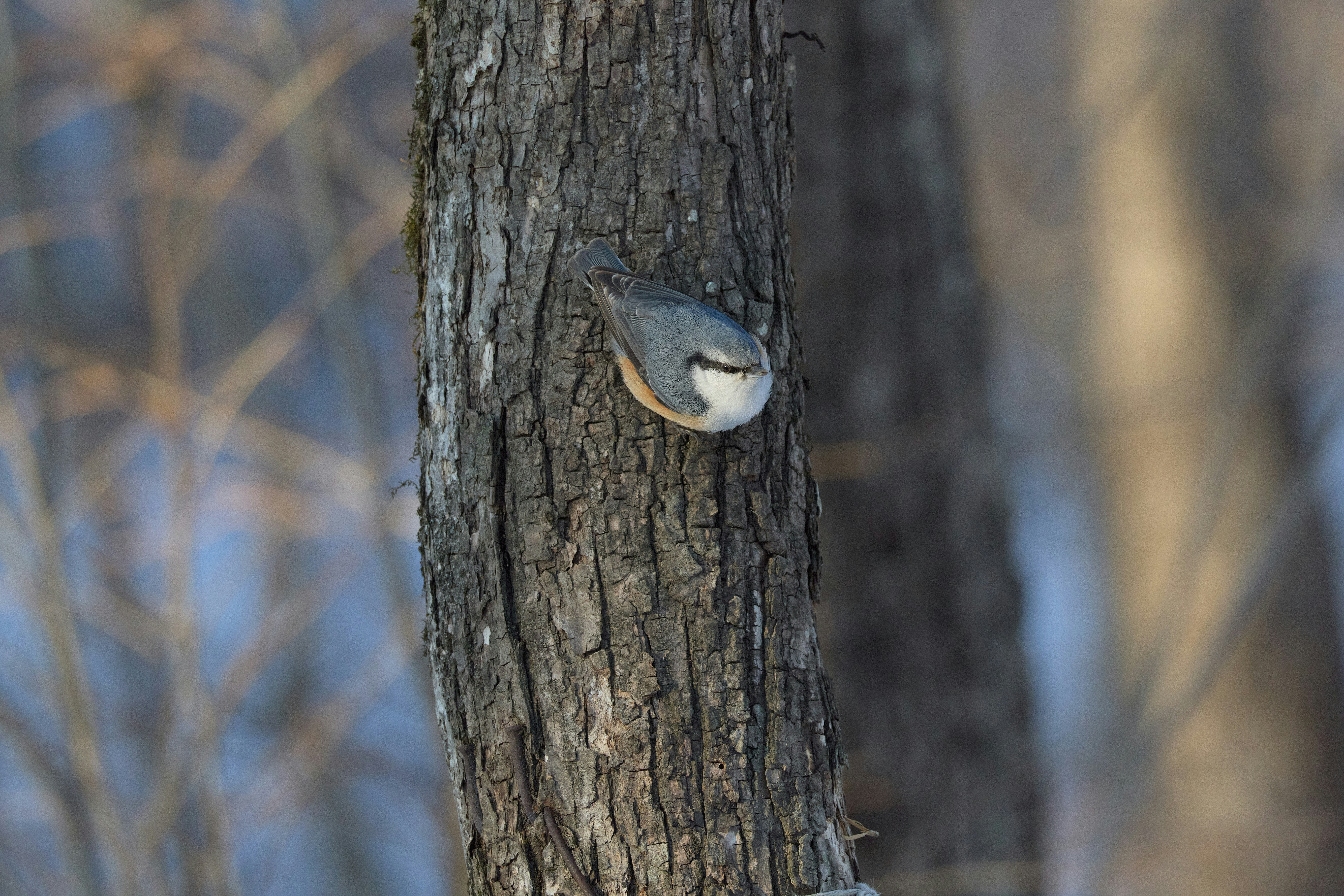 小さな鳥が木の幹にしがみついている。