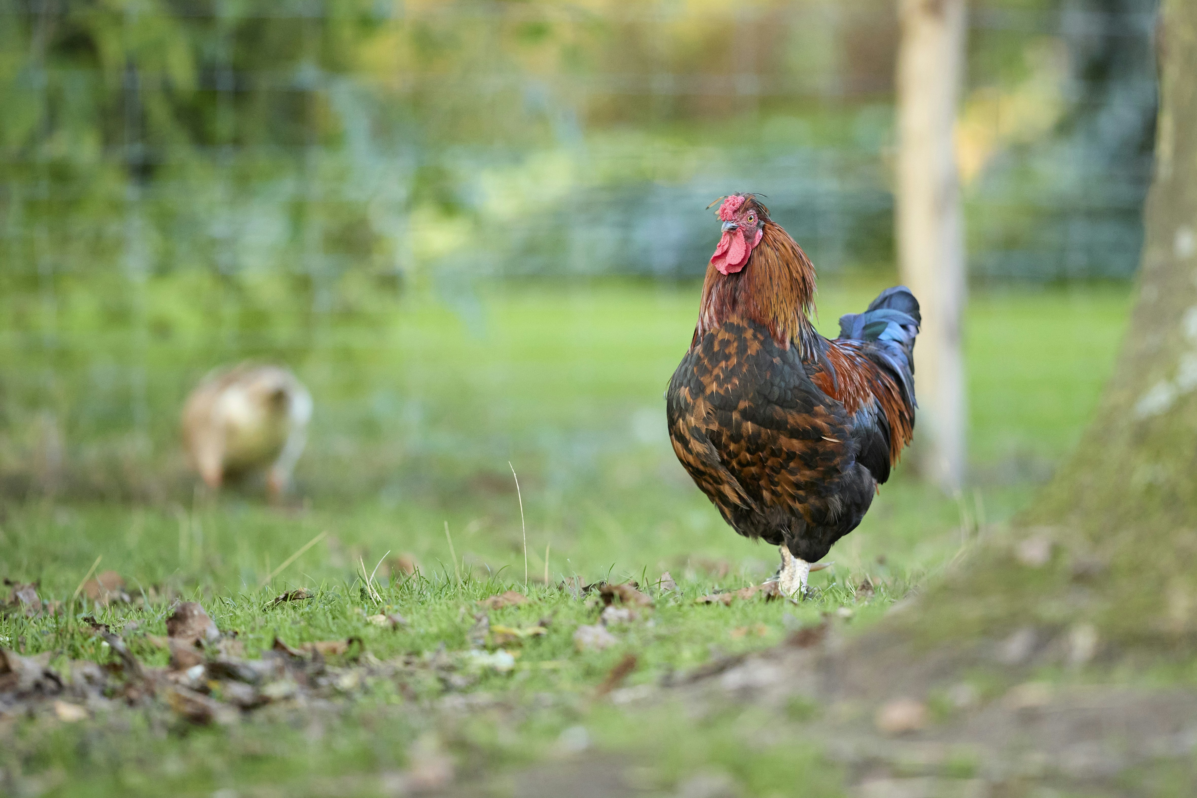 Photo by erwinbosman