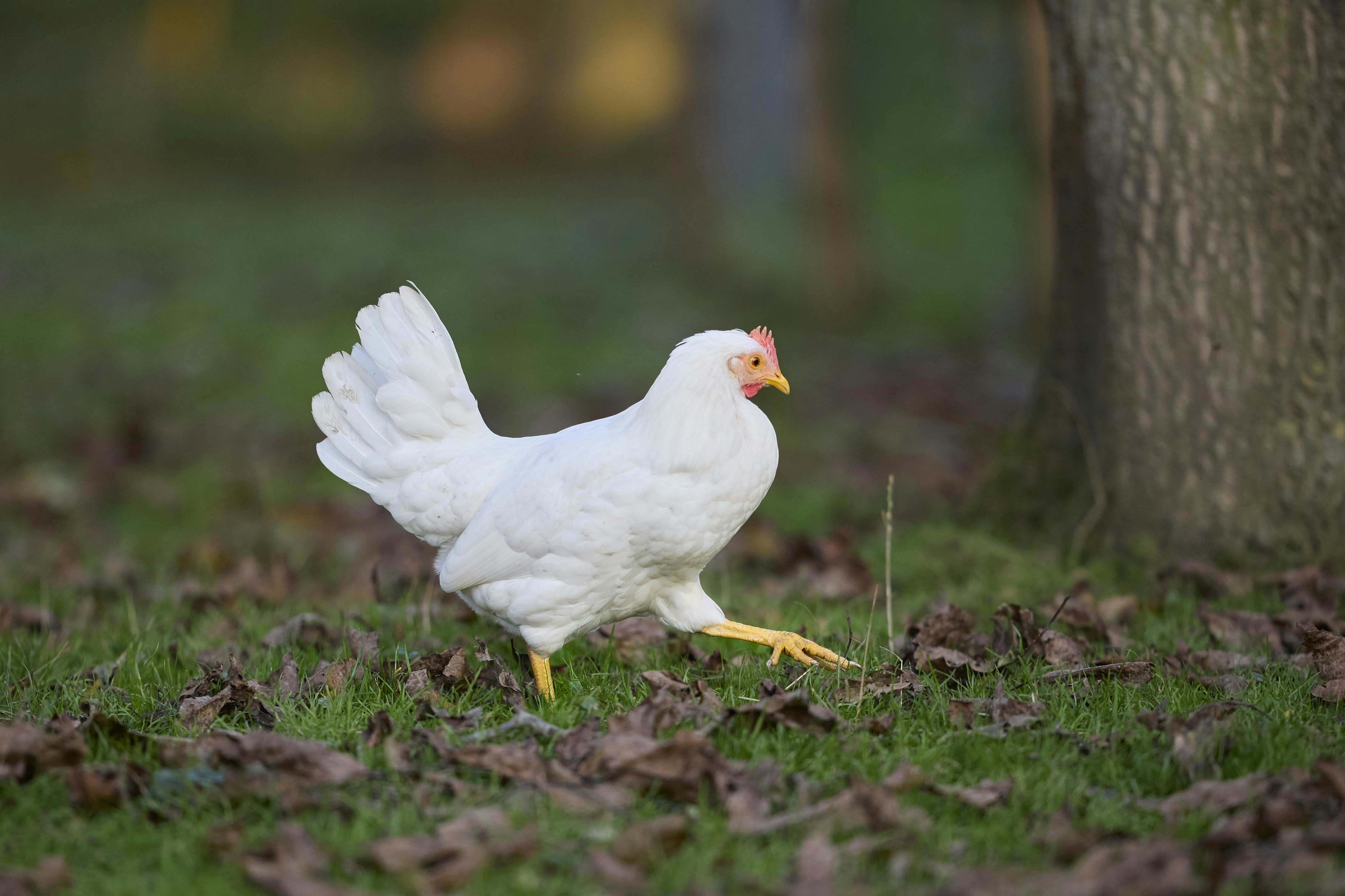 Photo by erwinbosman