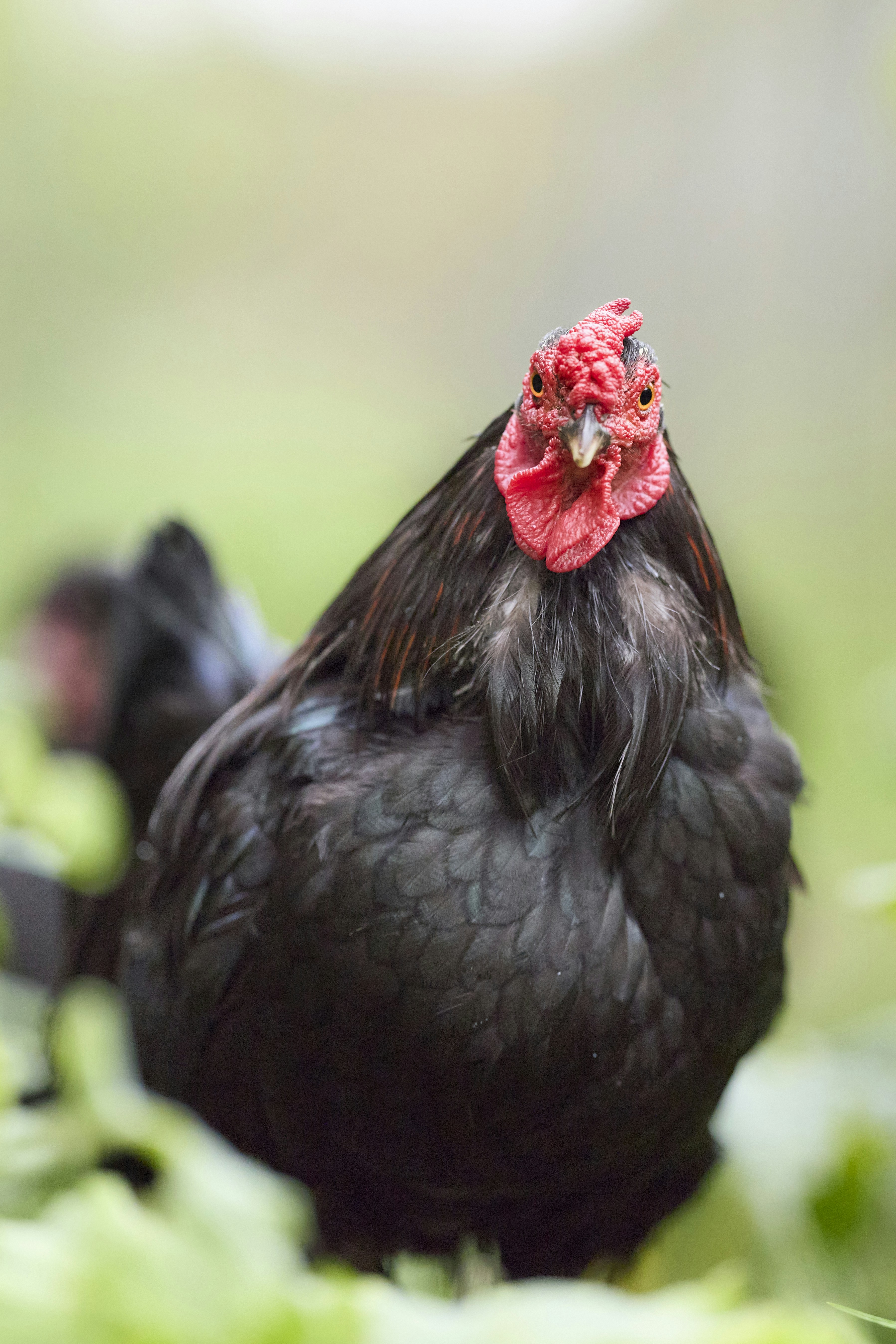 Photo by erwinbosman