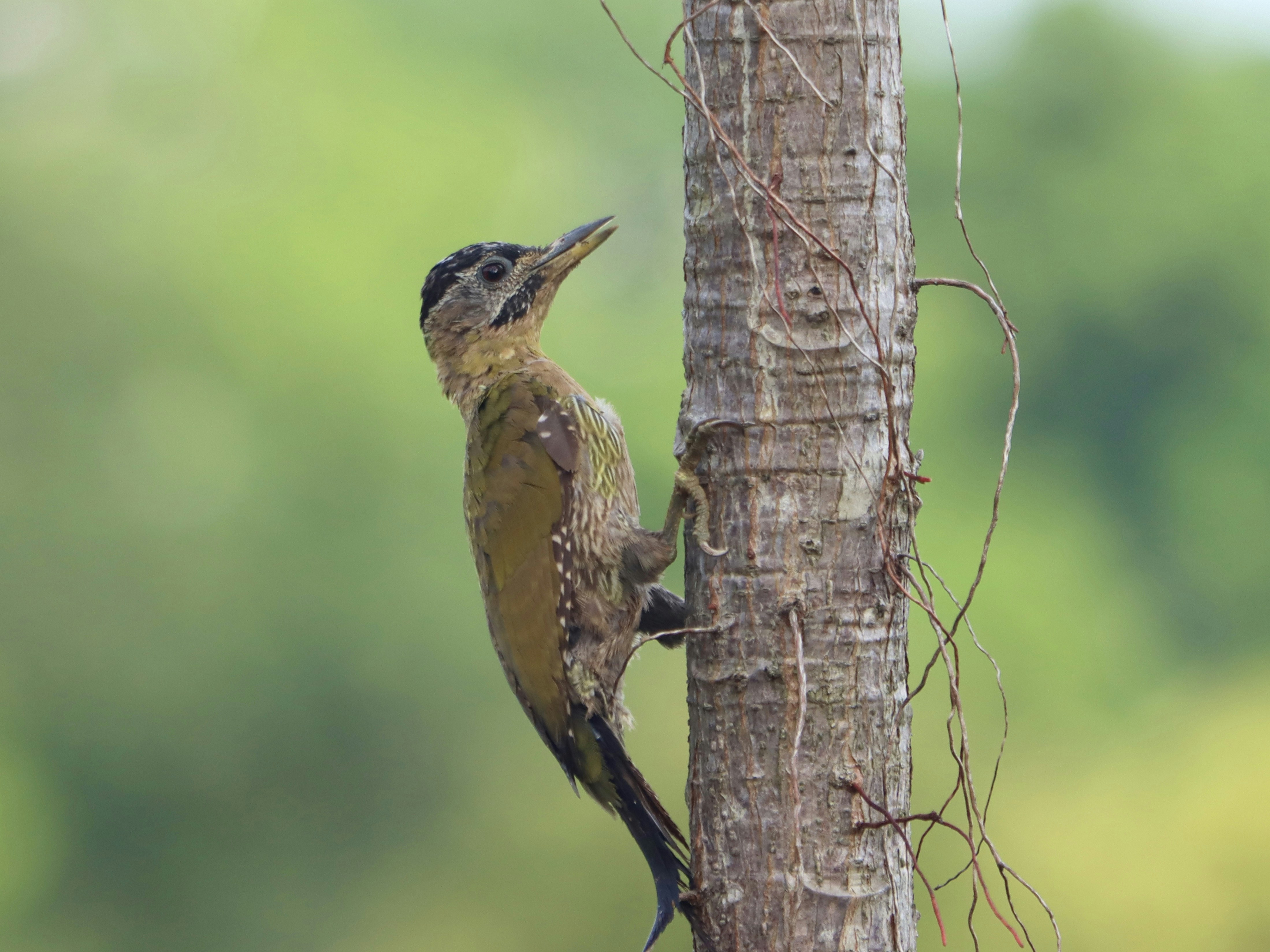 Un pájaro carpintero se aferra al tronco de un árbol