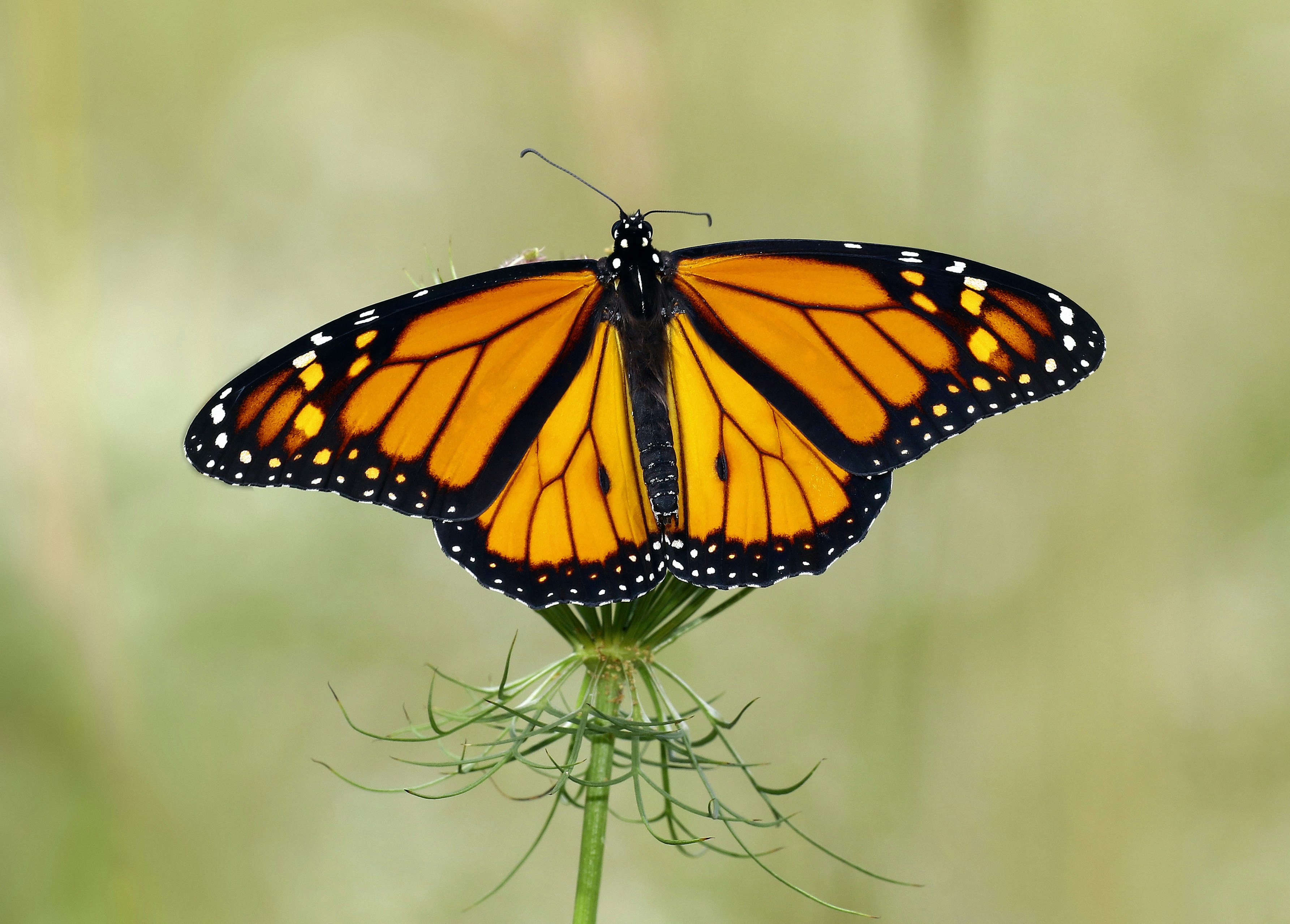 Photo by telliottmbamsc