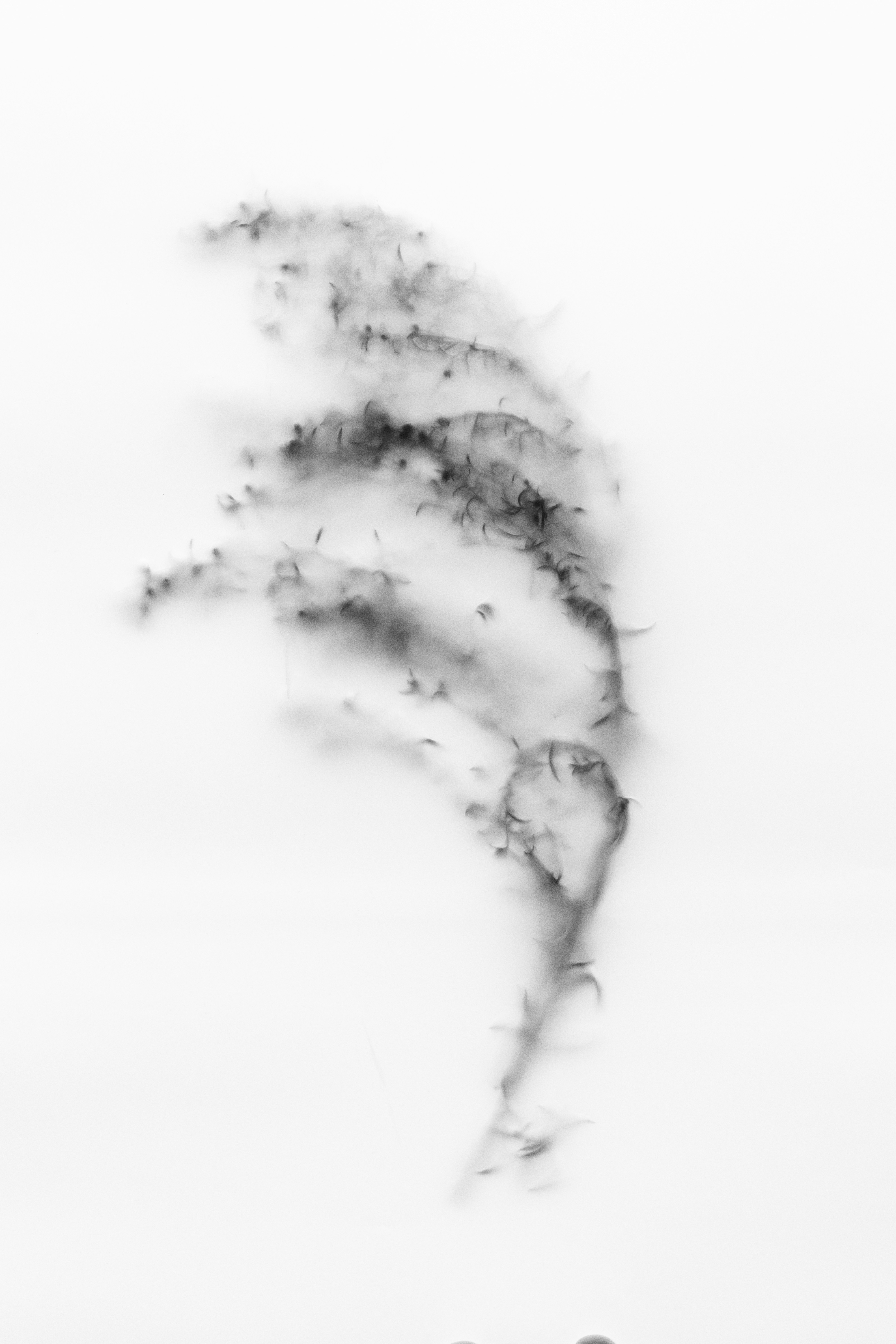 Abstract swirling black smoke on a white background