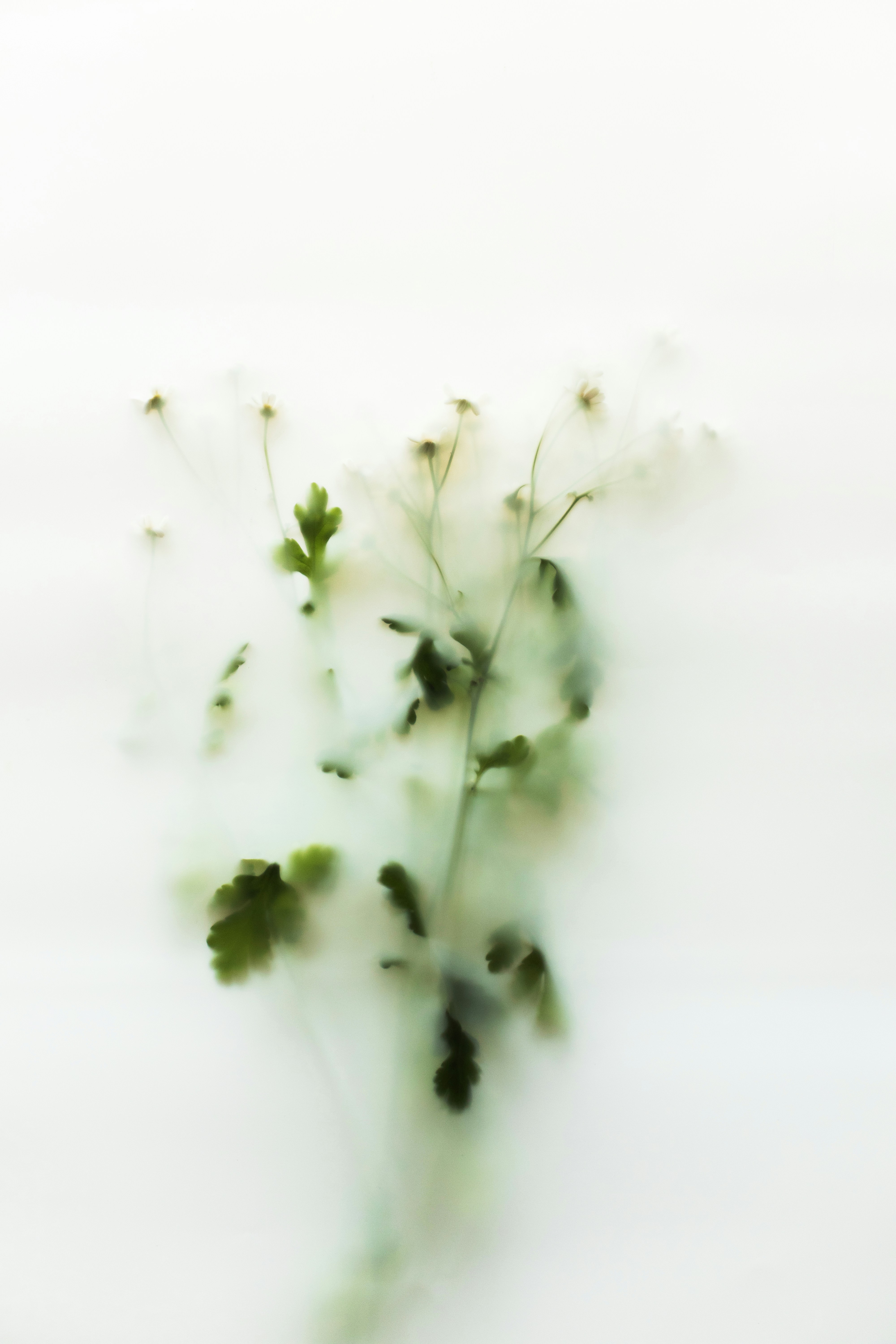 Delicate green plant emerging from white mist