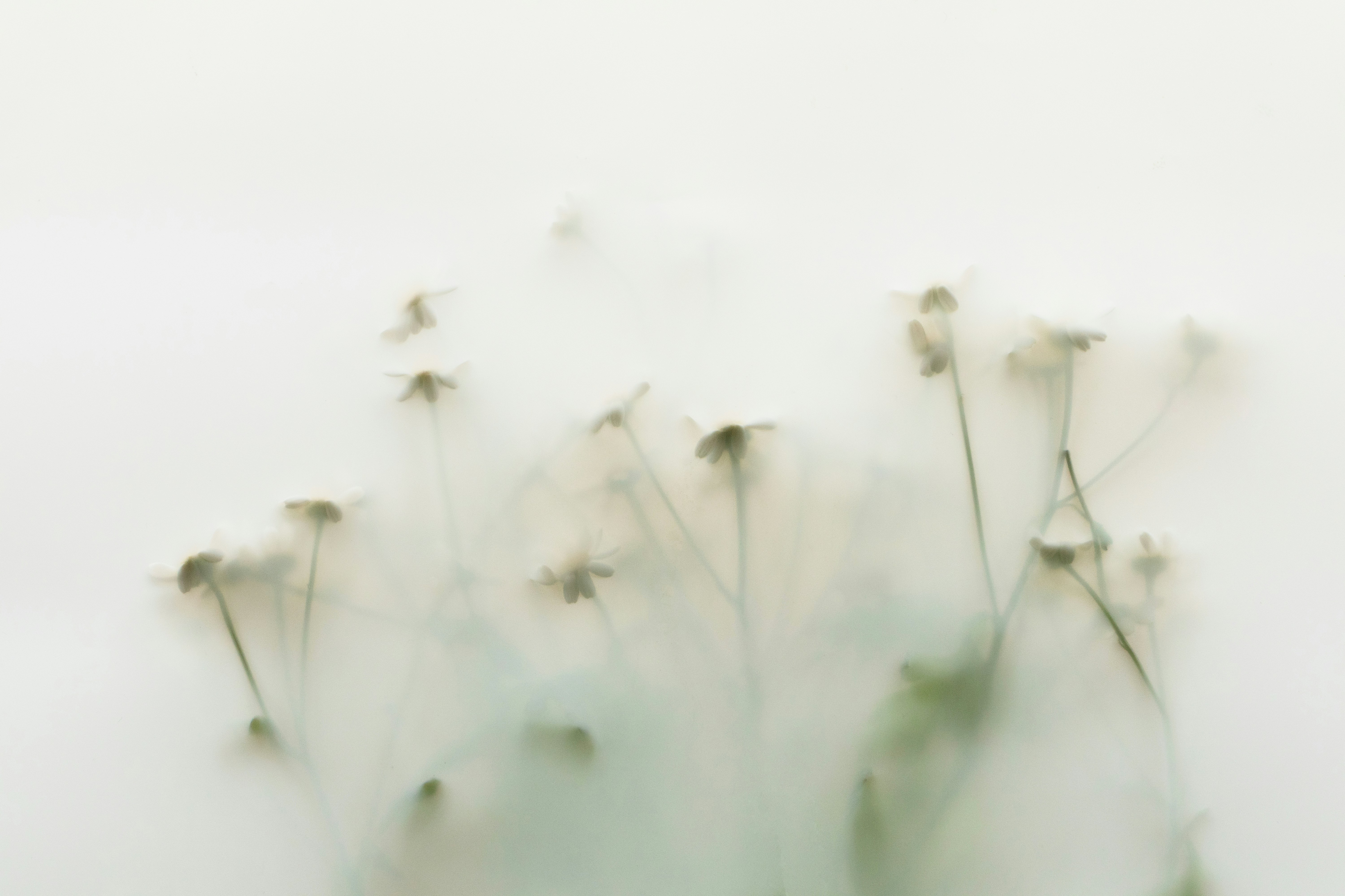 Delicate wildflowers submerged in milky water