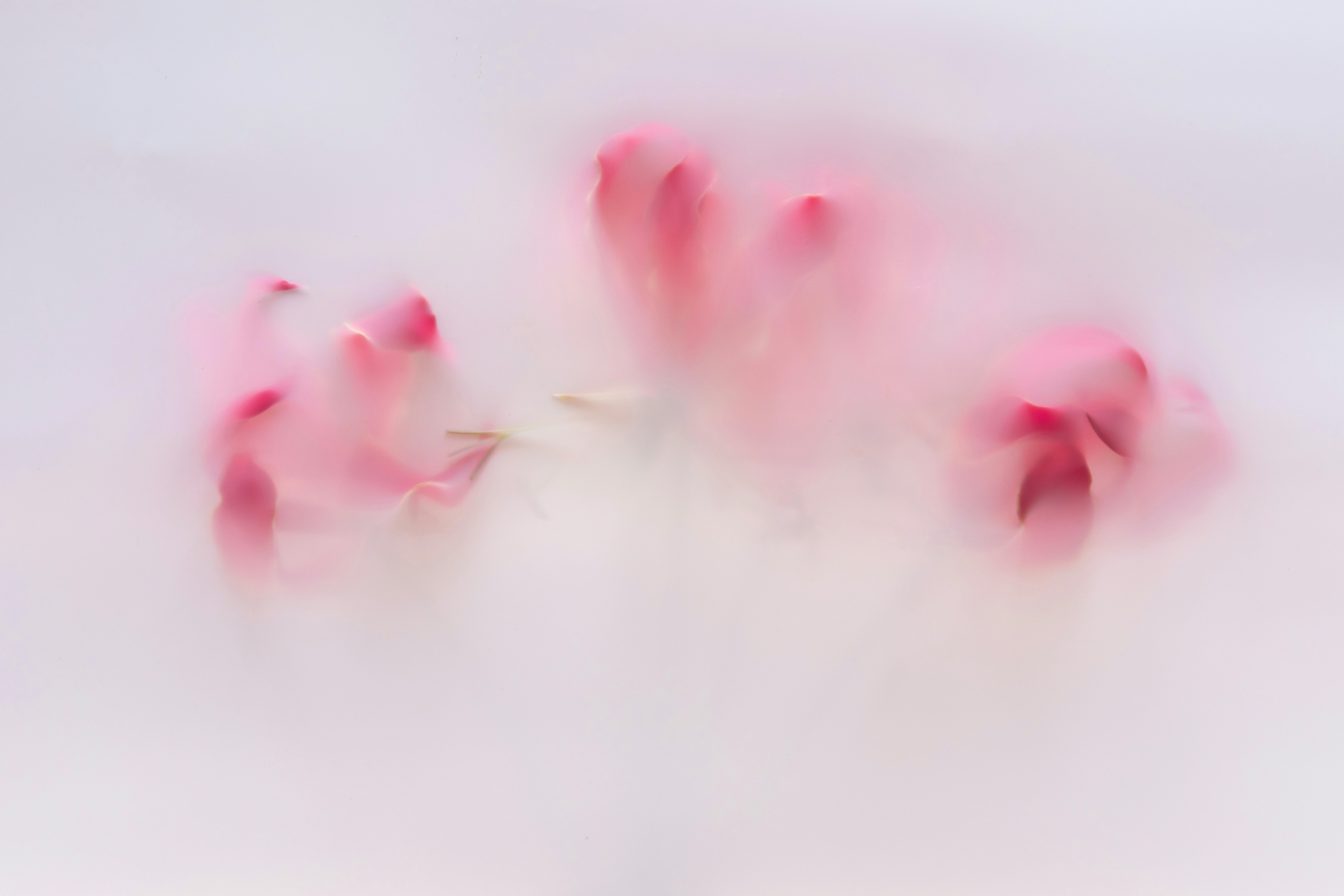 Abstract pink flower petals in soft focus