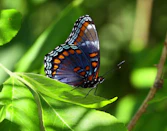 A colorful butterfly rests on a green leaf.