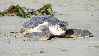 A sea turtle rests on a sandy beach.