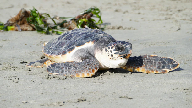 A sea turtle rests on a sandy beach.