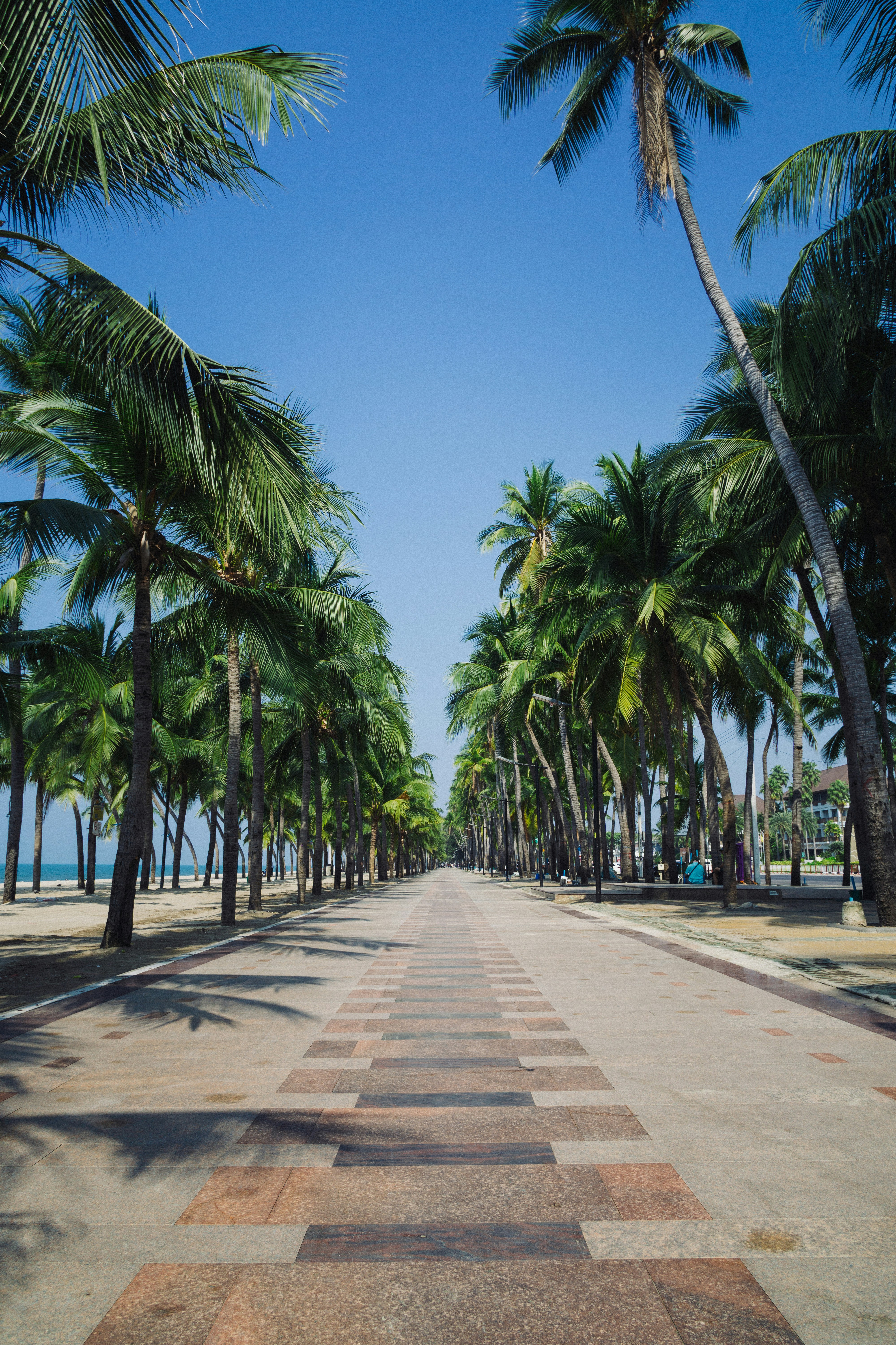 Palm trees line a pathway towards the ocean.