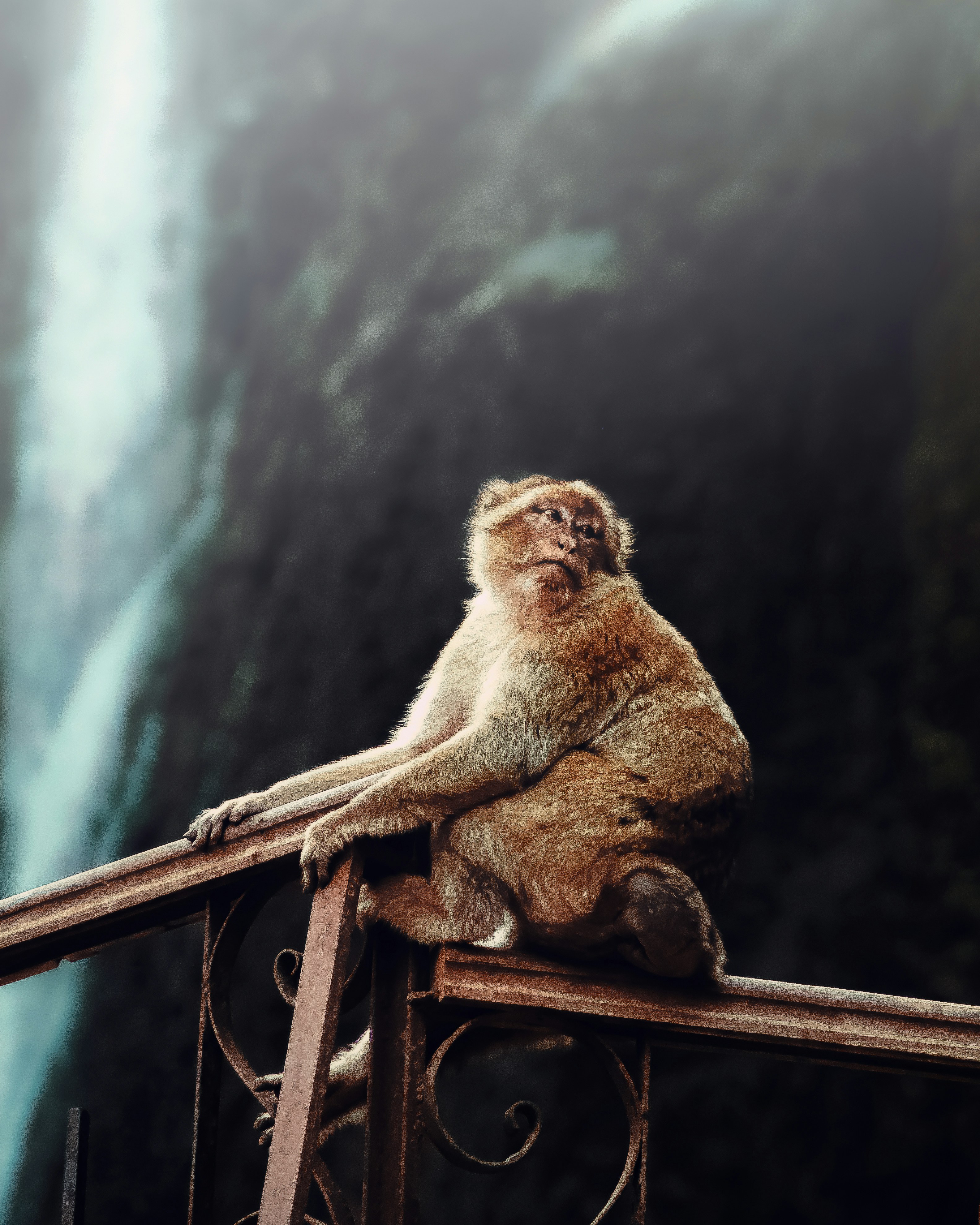 A monkey sits on a railing with a waterfall behind.