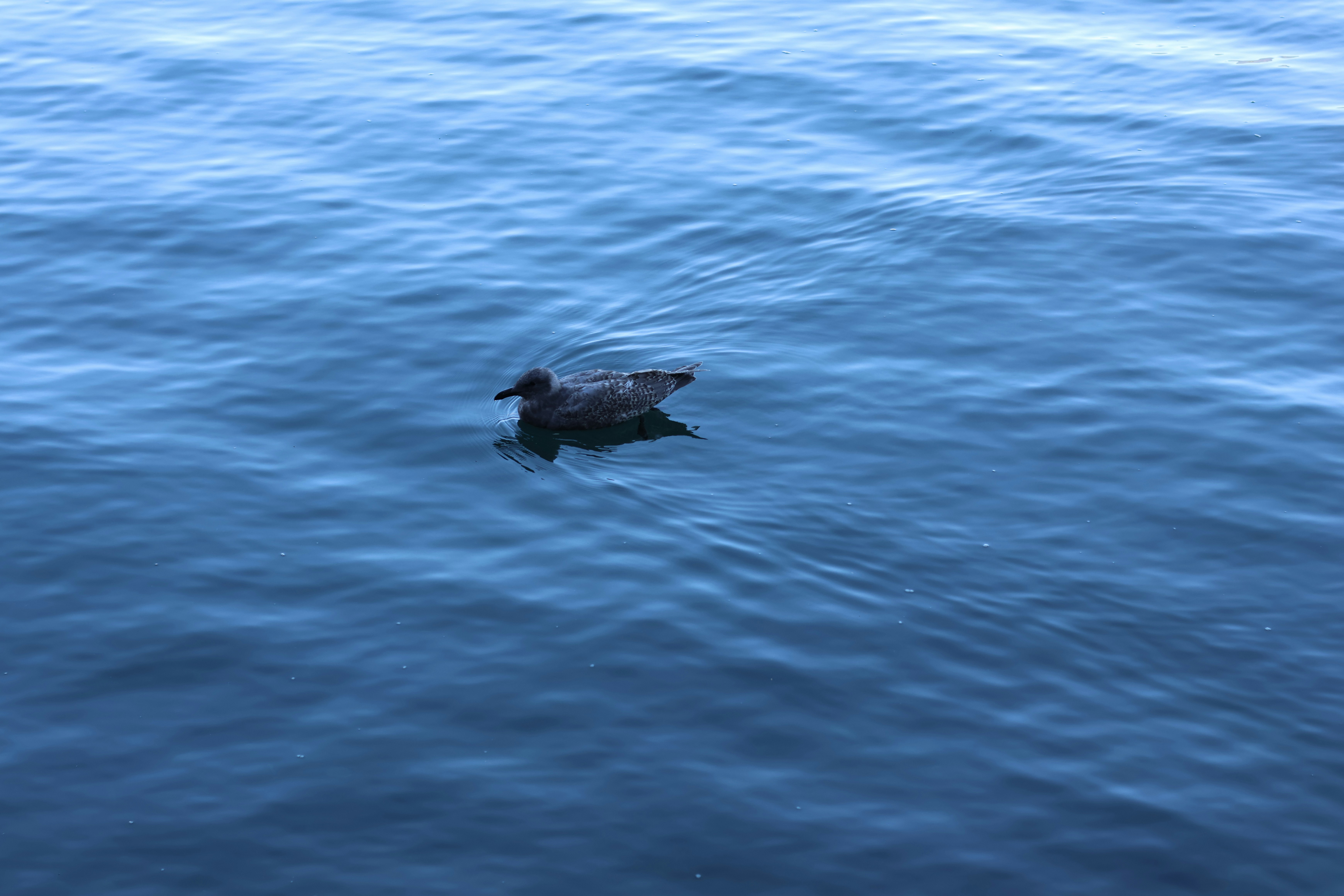 Photo by africantransplantfotos