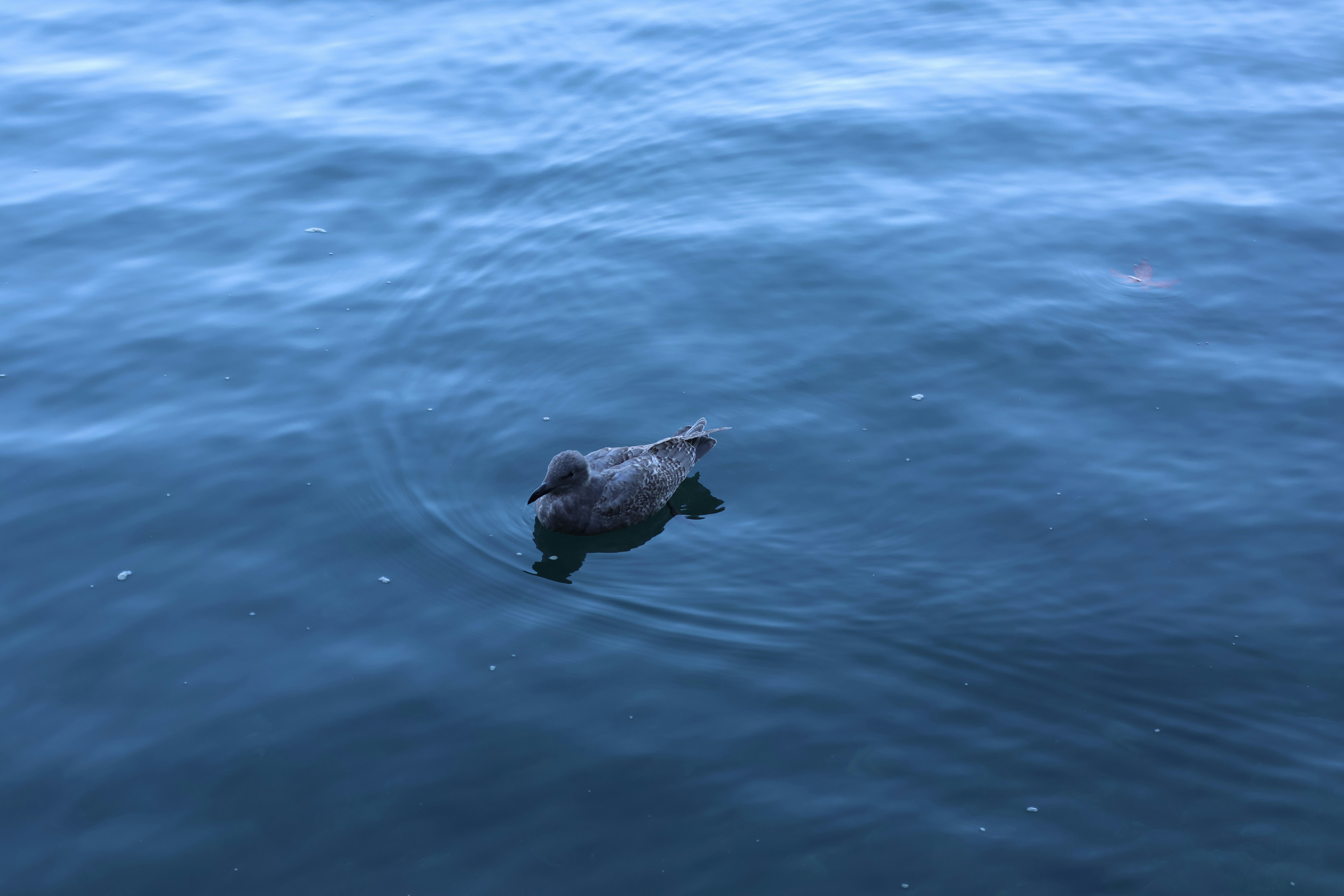 Photo by africantransplantfotos