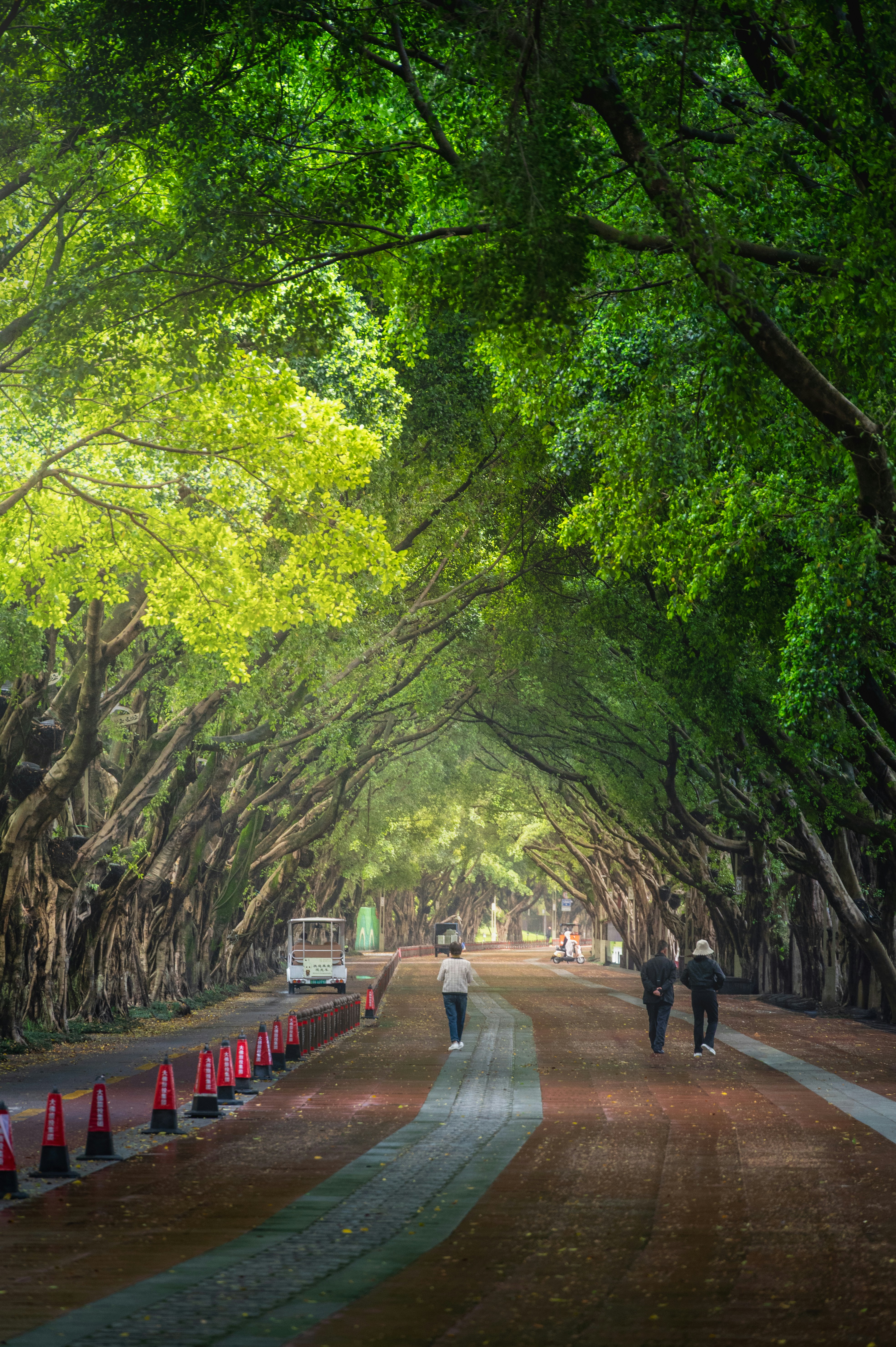 People walking down a tree-lined road with sunlight filtering through.