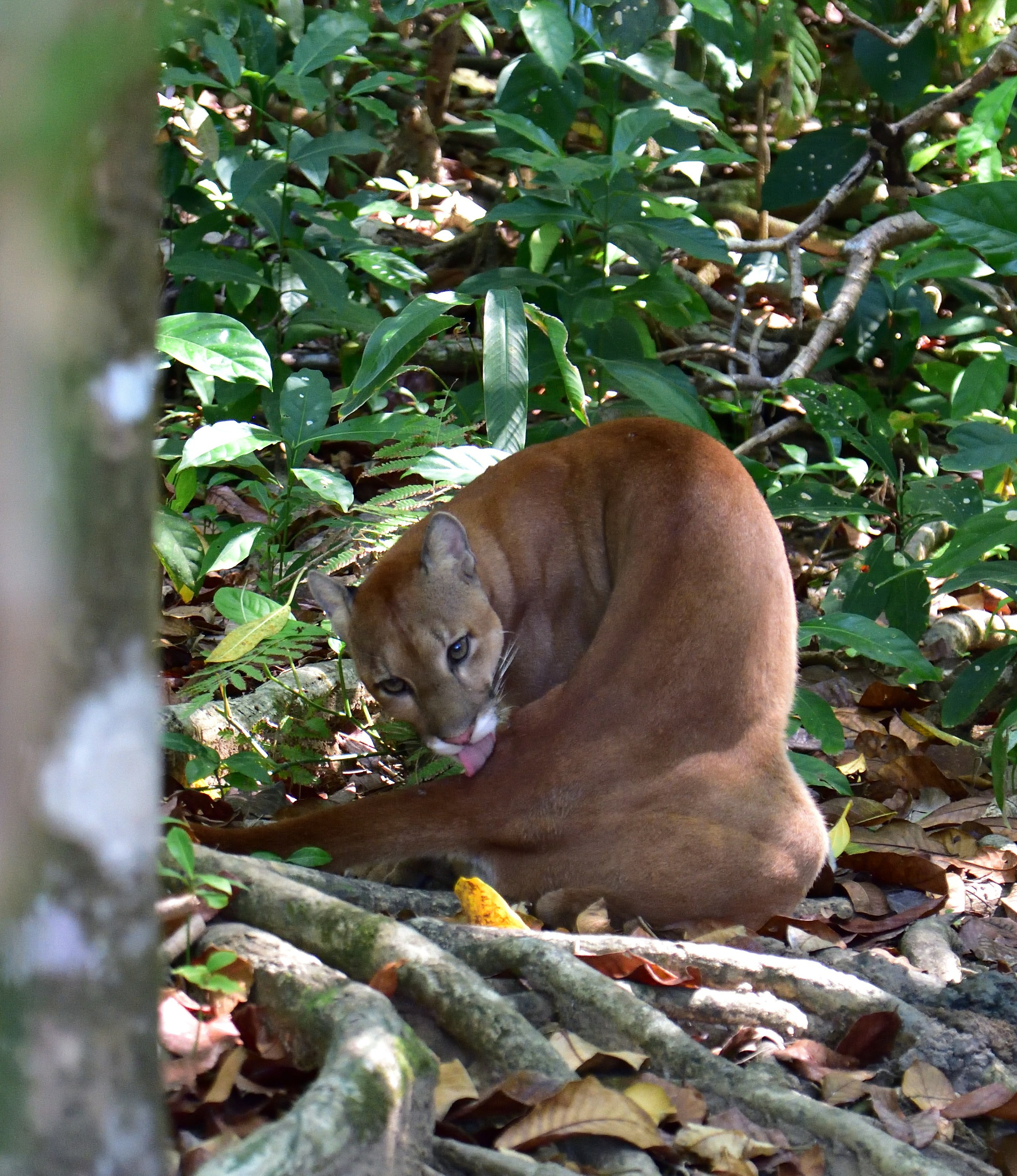 クーガーは豊かな森の中で身だしなみをつけています。