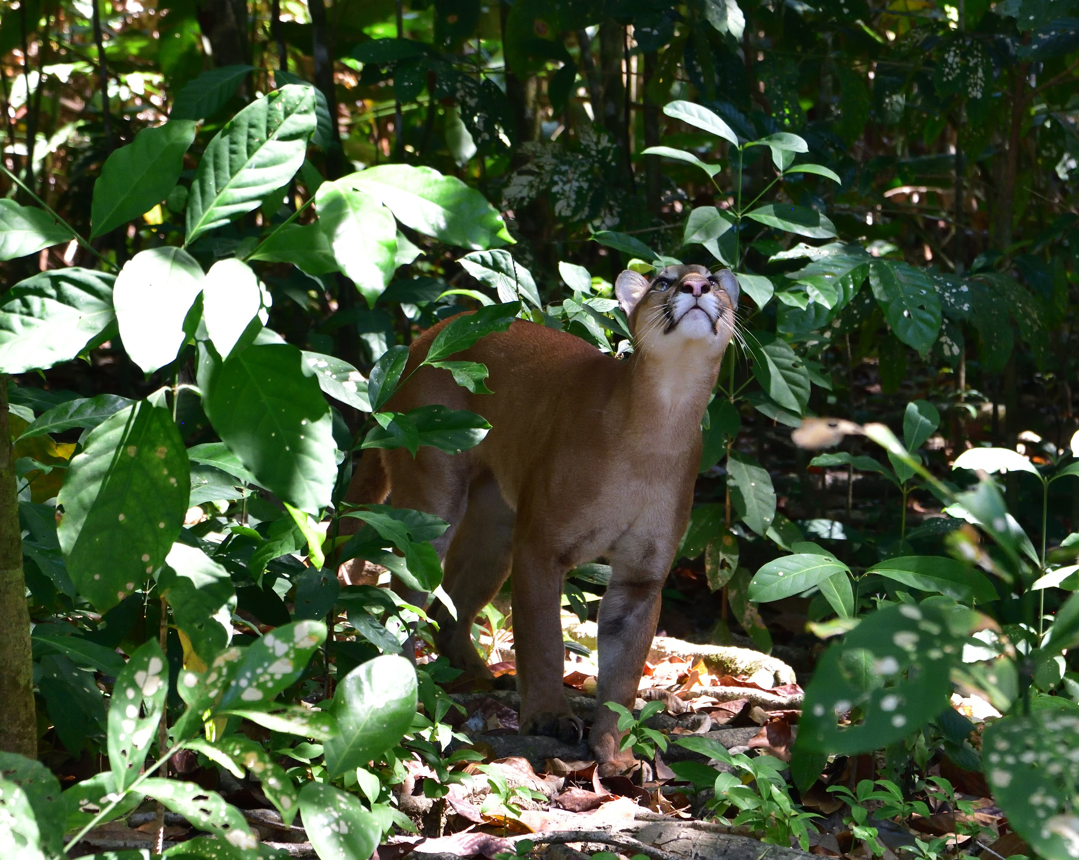 クーガーが密集した緑の葉の中に立ち、見上げている。