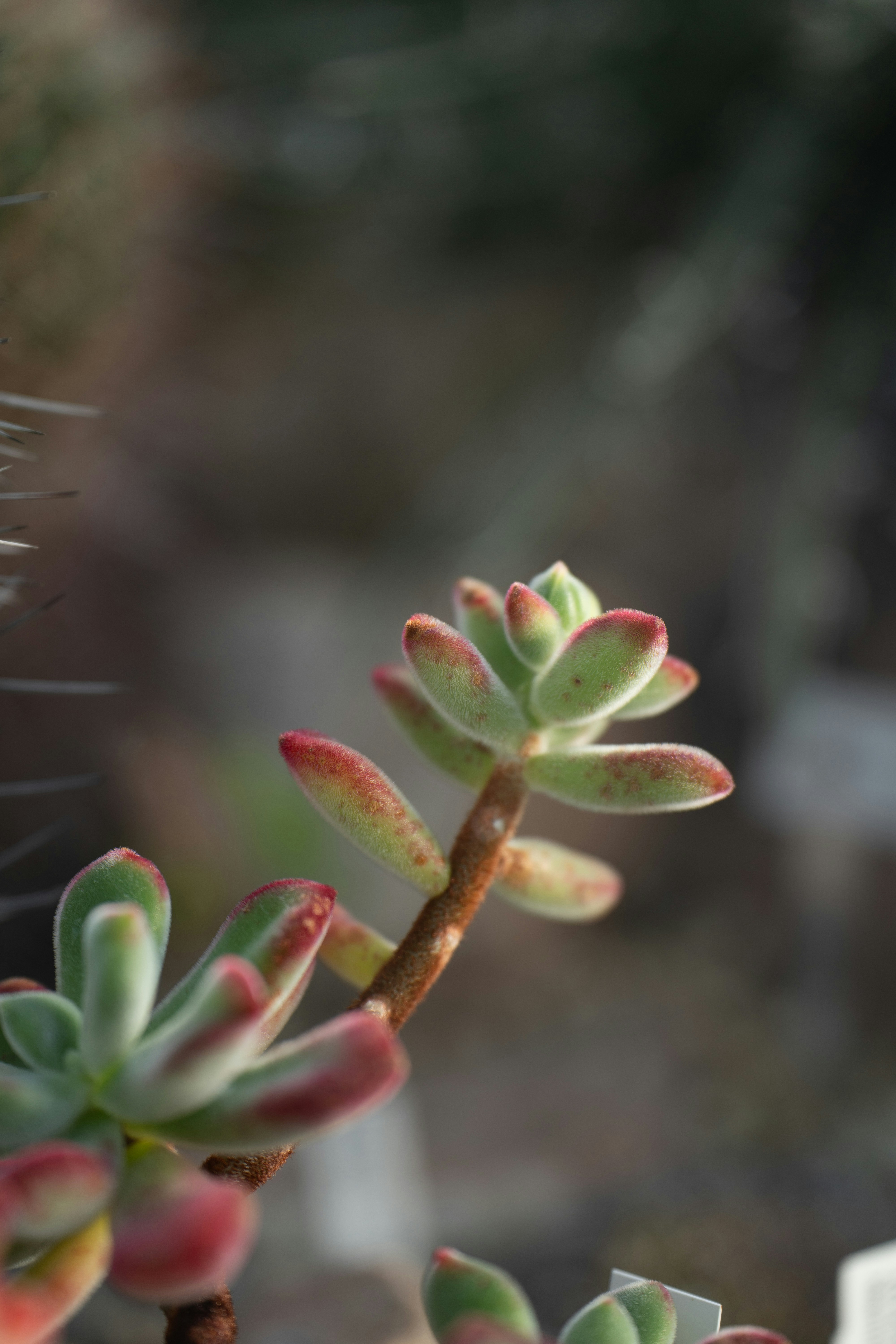 Photo by dermanuskript