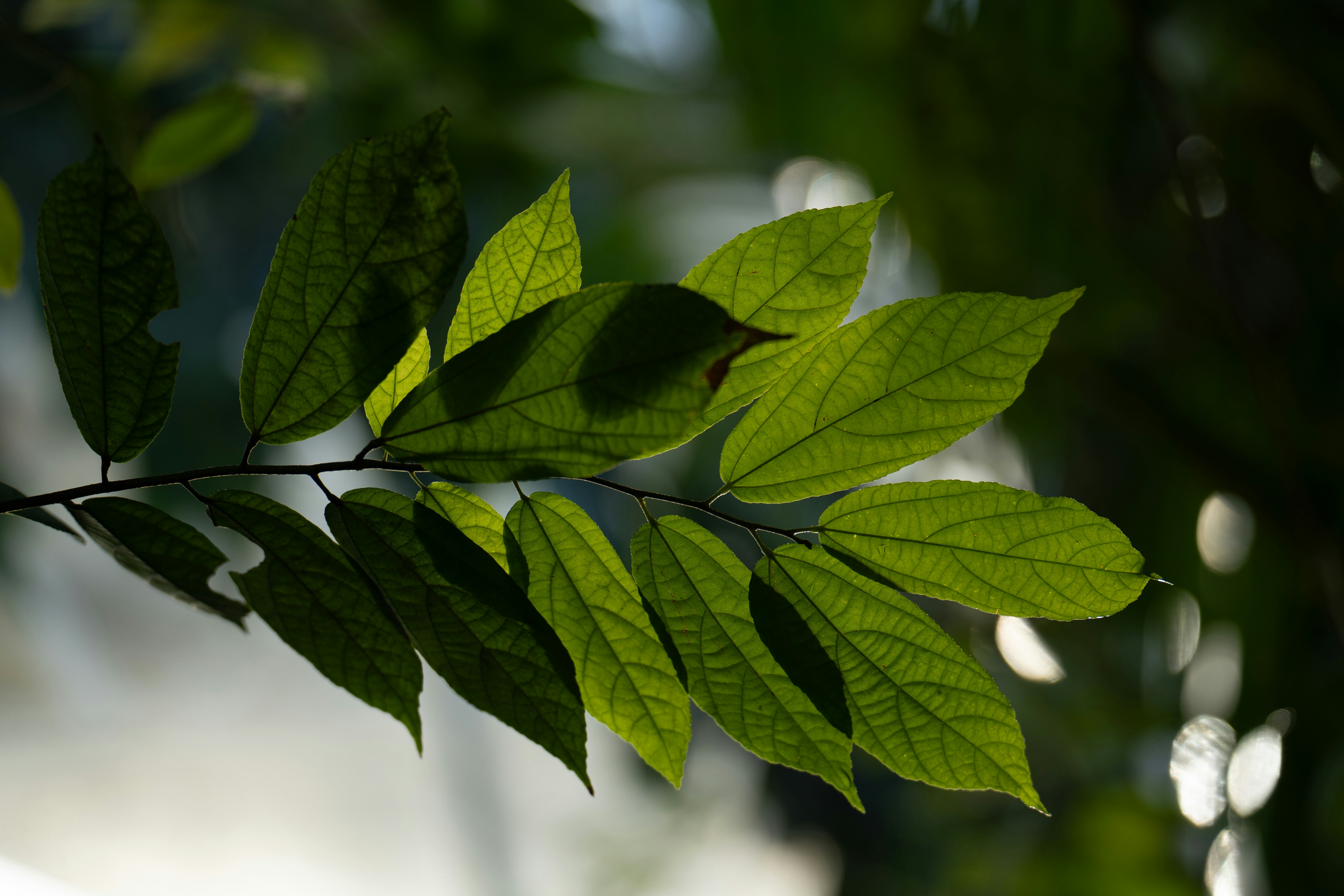 Photo by dermanuskript