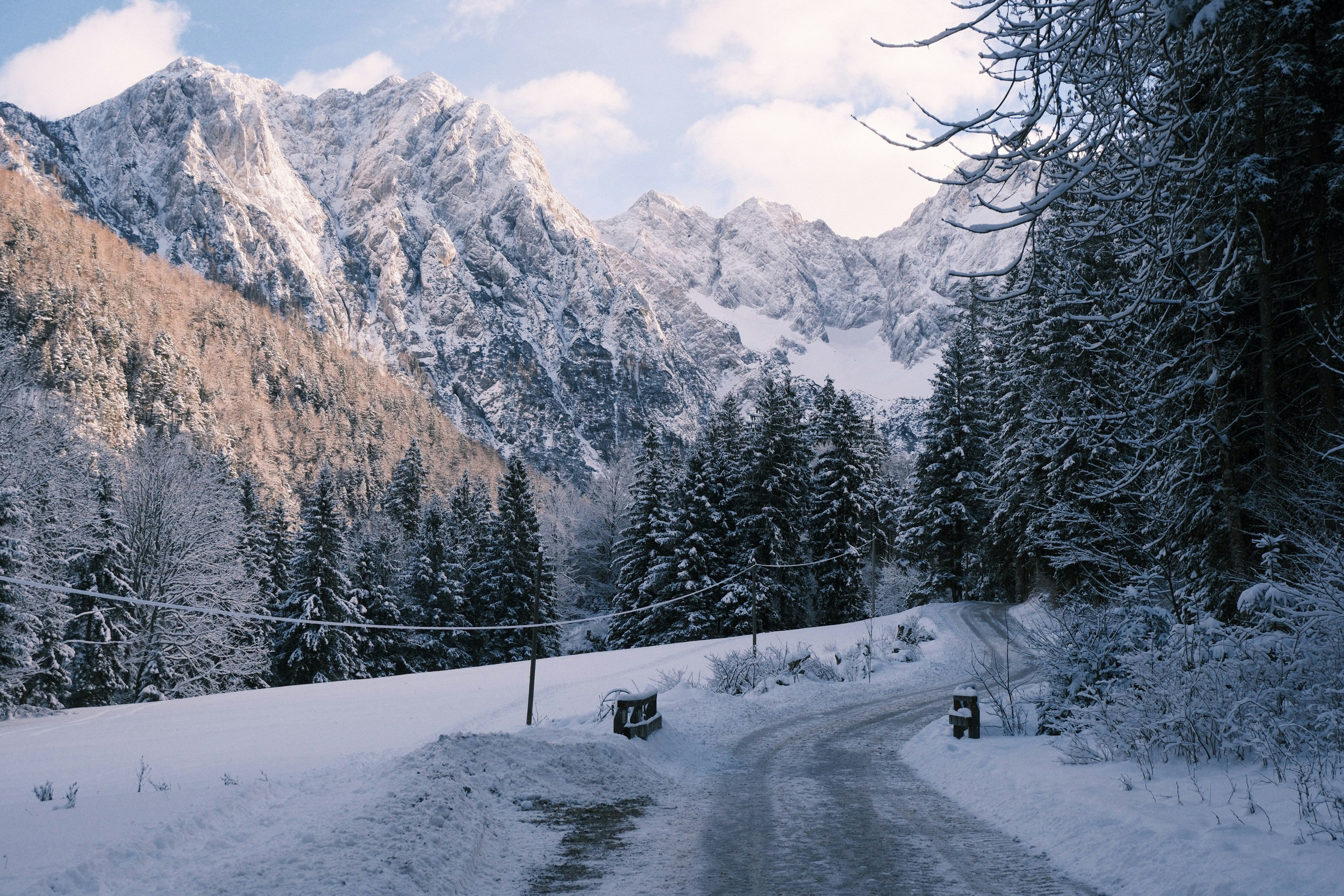 Snowy mountain road surrounded by pine trees