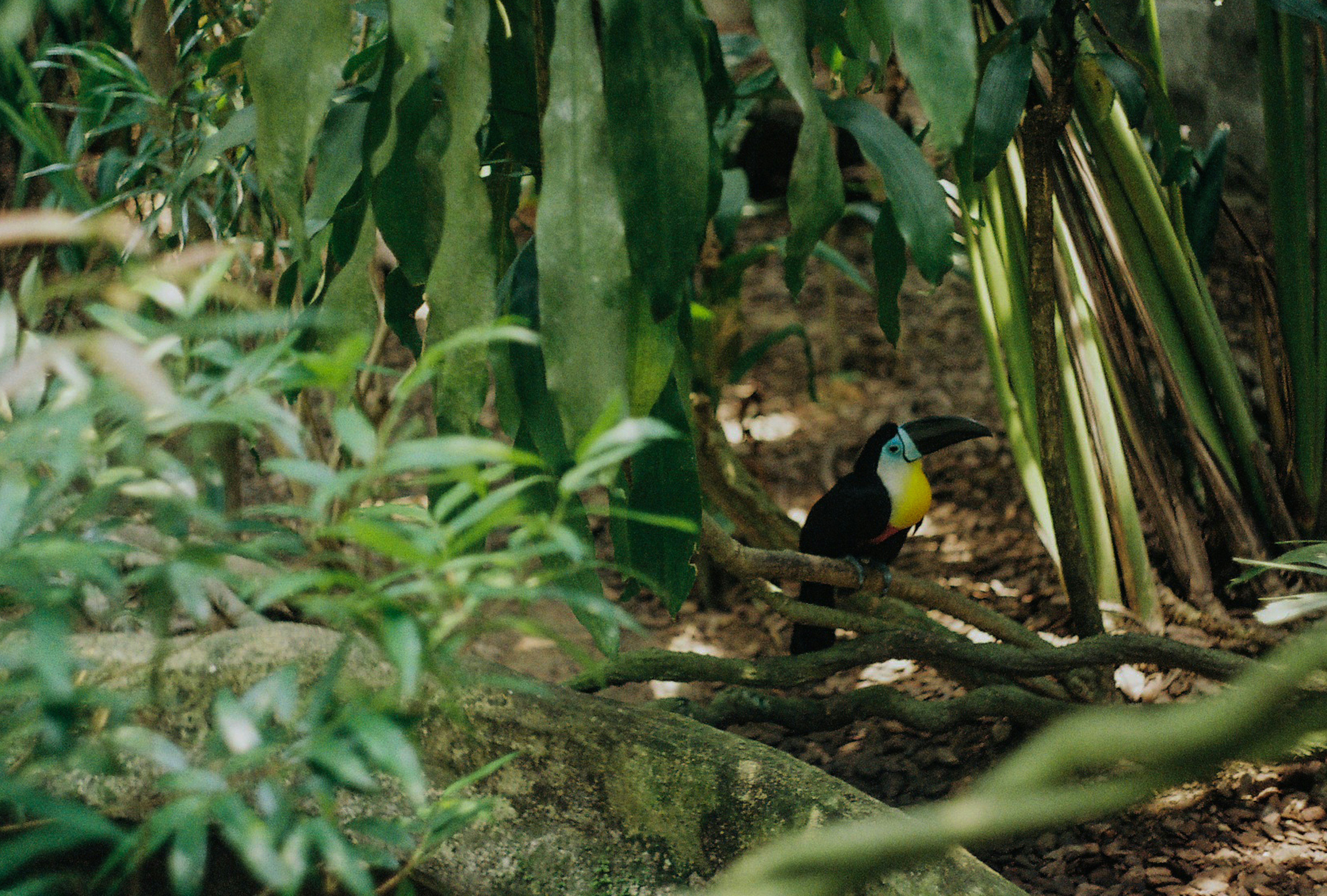 Ein Tukan sitzt auf einem Ast in einem üppigen Wald.