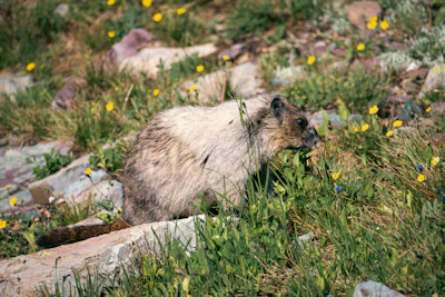 Public Health Vigilance Heightened as Bubonic Plague Case Emerges in Inner Mongolia