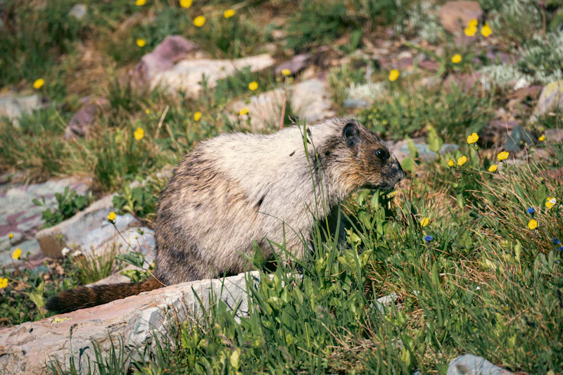 Public Health Vigilance Heightened as Bubonic Plague Case Emerges in Inner Mongolia