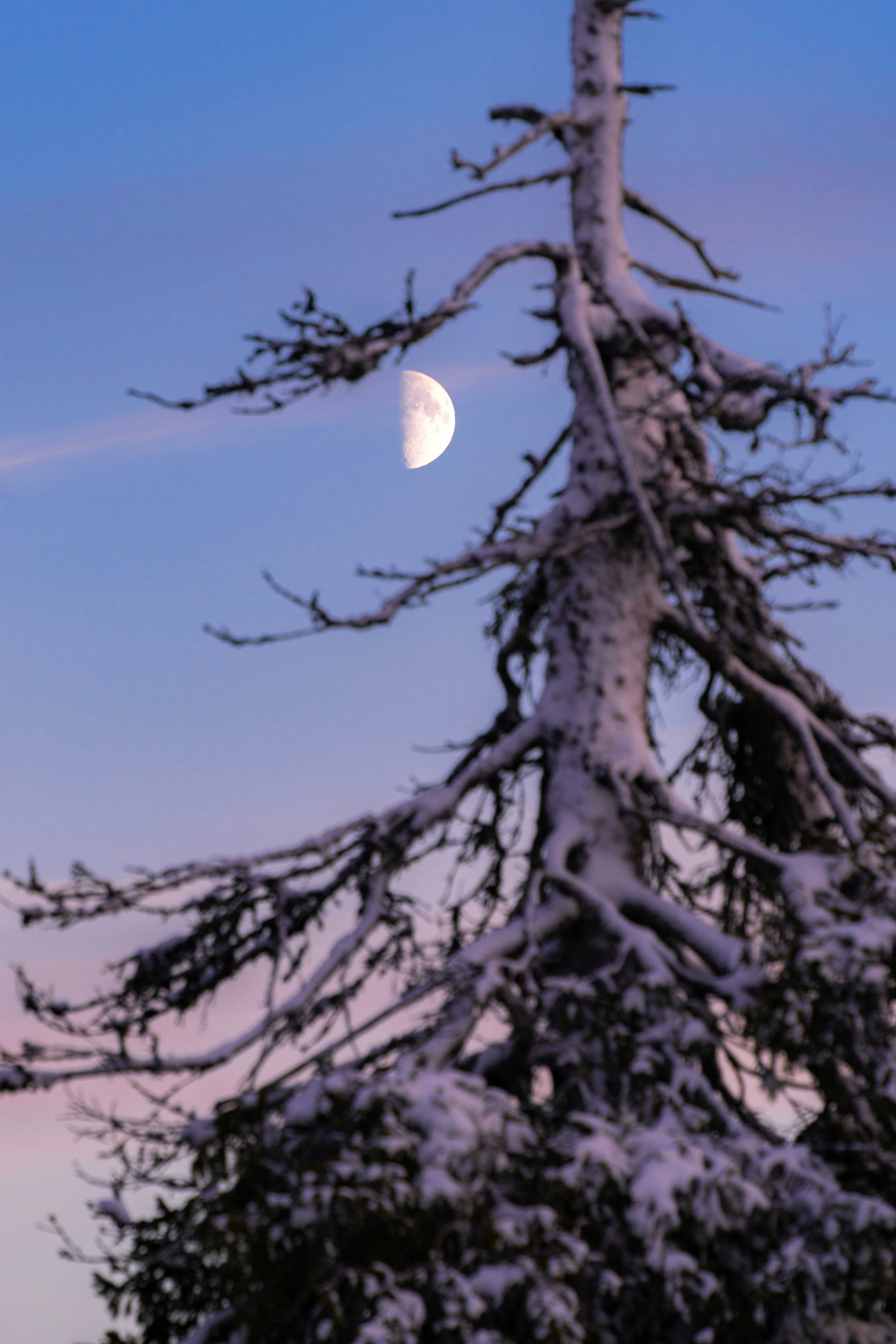 Halbmond hinter einem schneebedeckten, toten Baum sichtbar