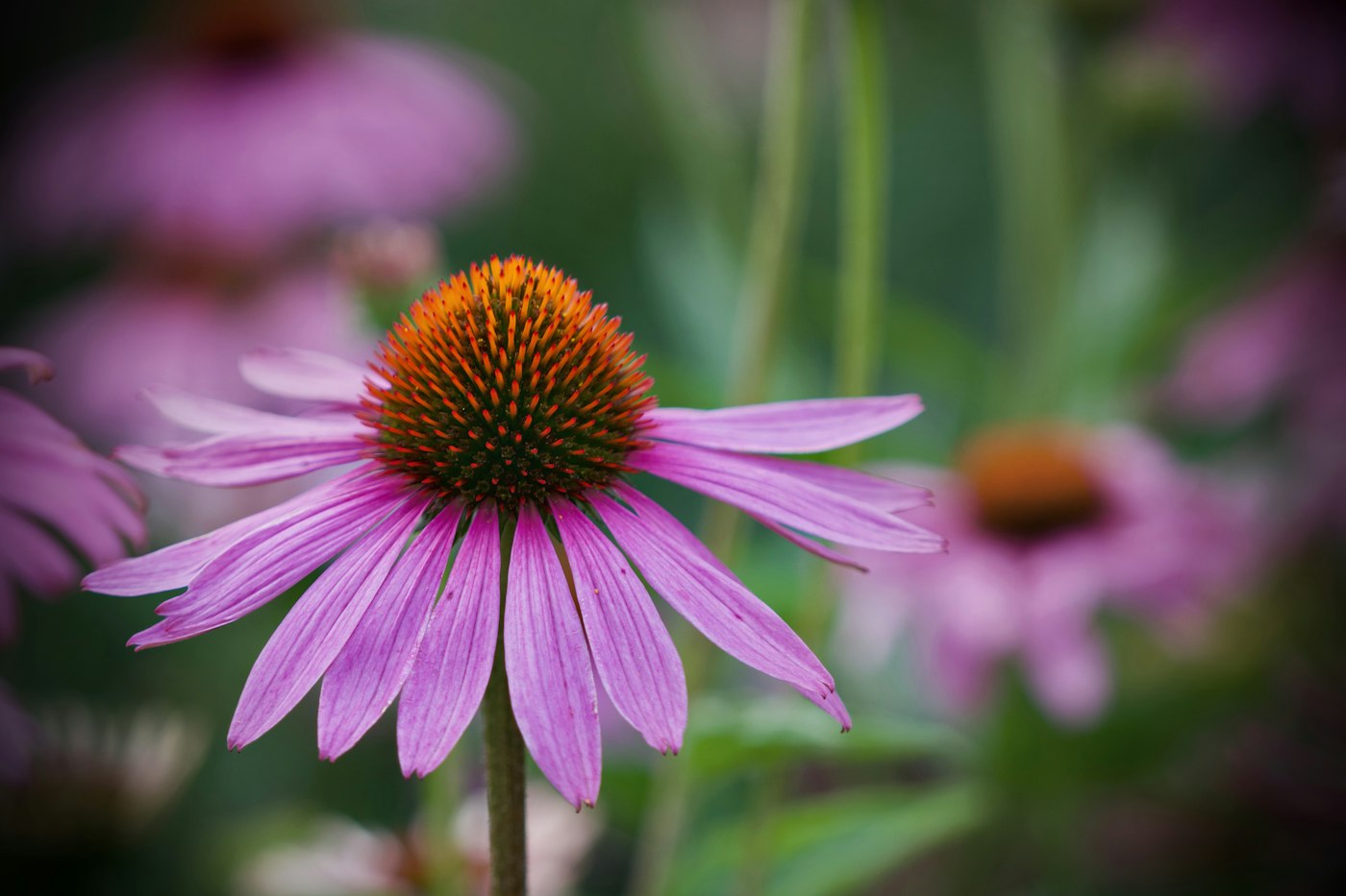 Purple coneflower blooming in a sunny bed with simple coneflower care