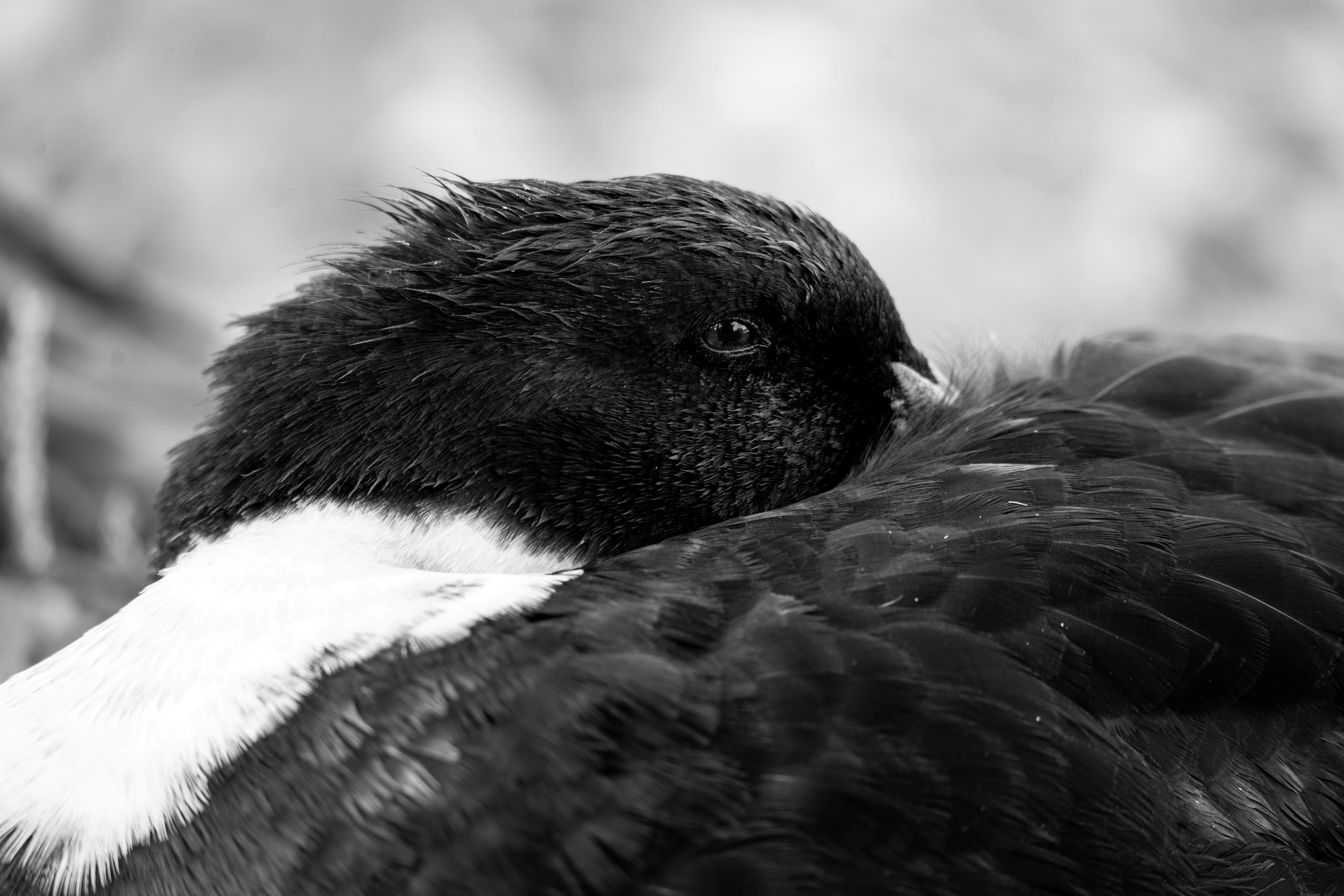A black and white close-up of a bird's head.